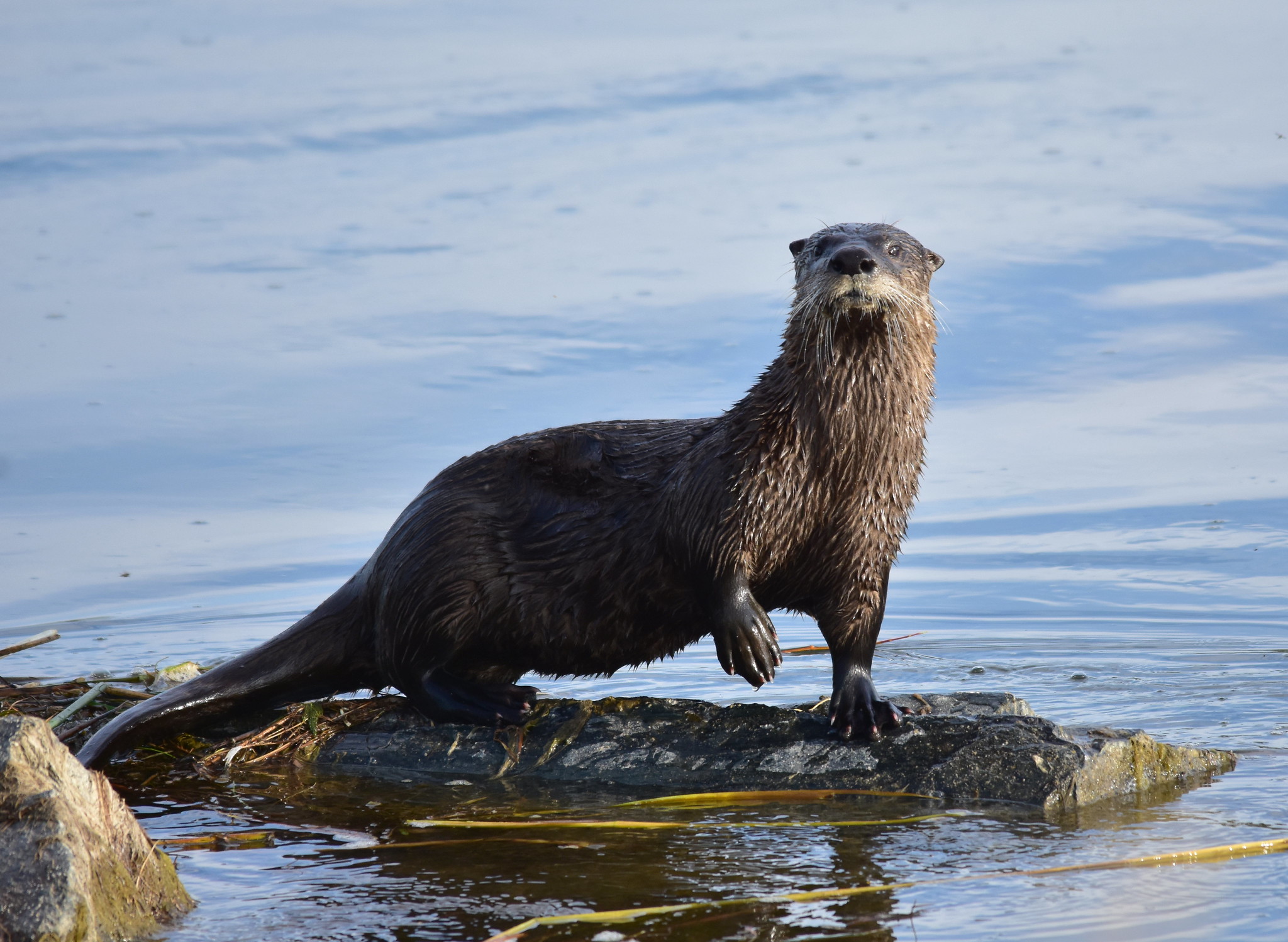 PM News Brief: Women's Shelter Reopens in Blanding, Unemployment Holds Steady & State Asks Public For Otter Sightings - Vimarsana News