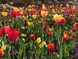 Wild About Utah: Tulips and daffodils-it's spring! - Vimarsana News