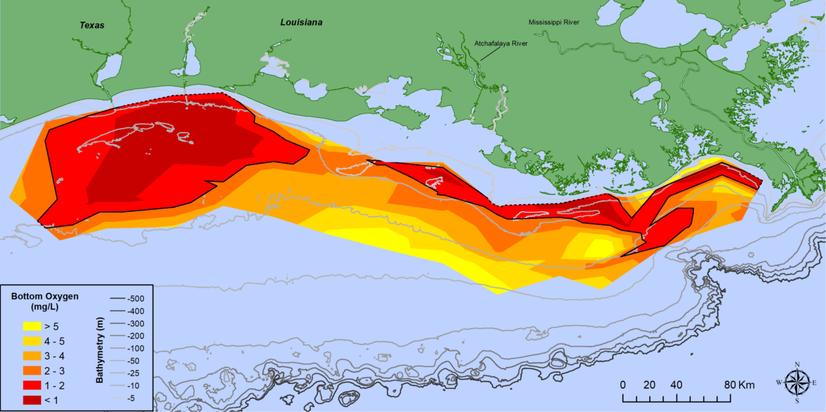 Gulf Dead Zone Bigger Than Expected - Vimarsana News