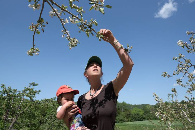 Cold snap may have wiped out Upper Valley apple crop - Vimarsana News