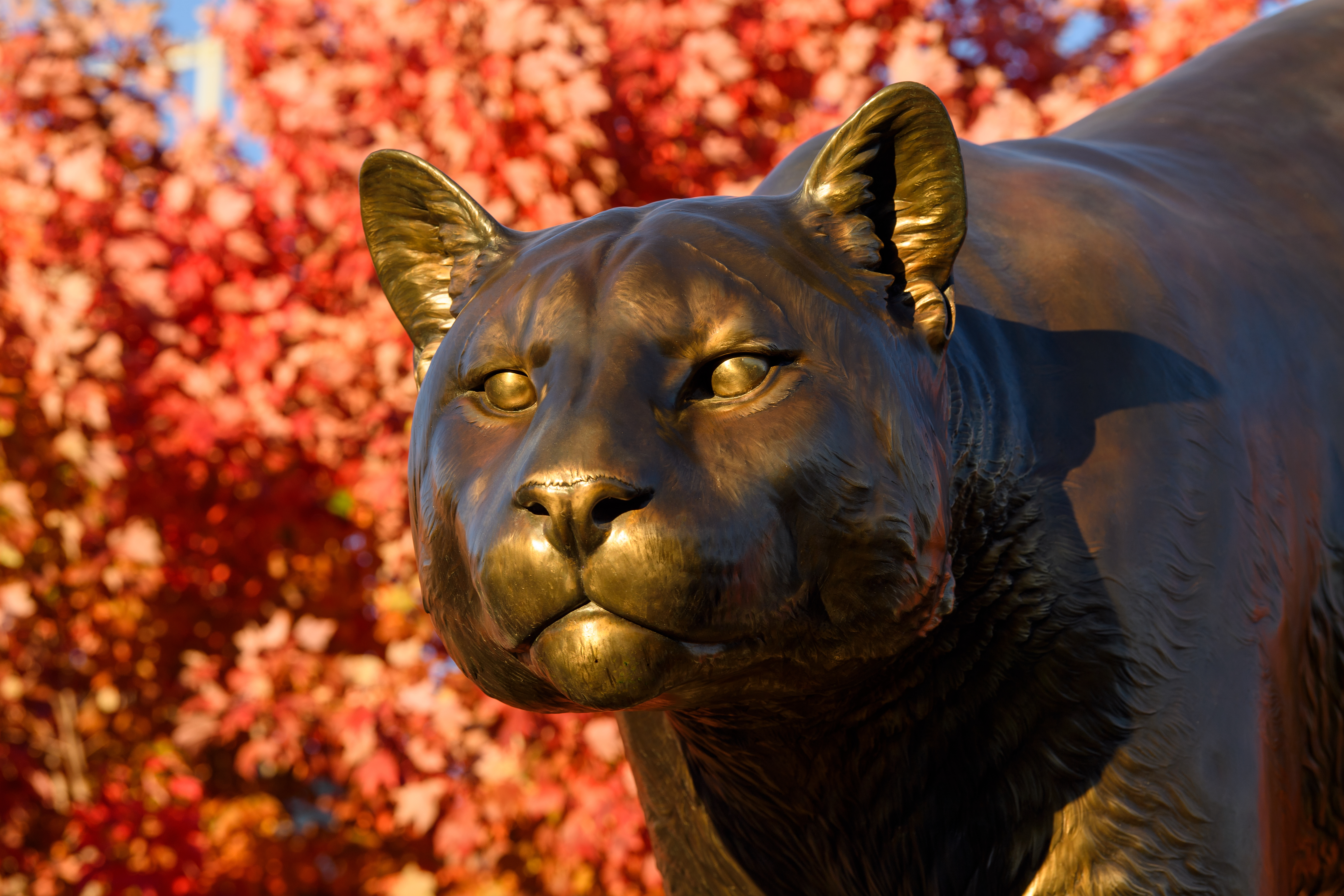 Real-life cougar stalks Washington State University in Pullman, home of the Cougars - Vimarsana News