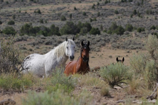 Analysis: Rangeland damage from wild horses, burros far exceeded by cattle grazing - Vimarsana News
