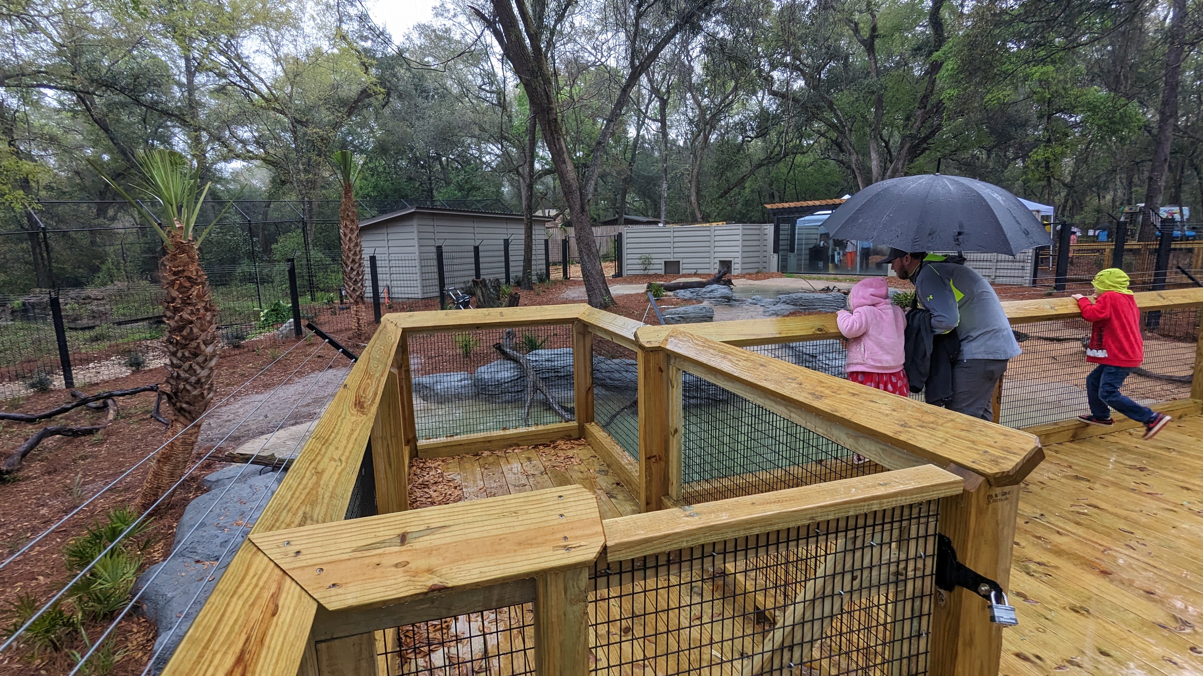 The Tallahassee Museum opens a big, new alligator habitat - Vimarsana News