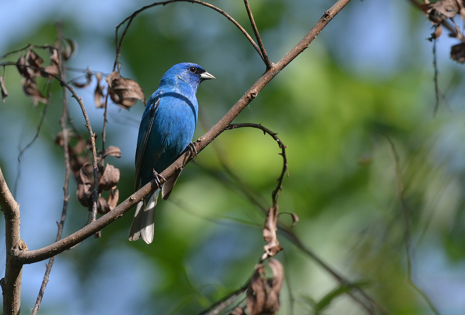 LBL Wildlife Report: Tropical Summer Birds in the Local Area - Vimarsana News