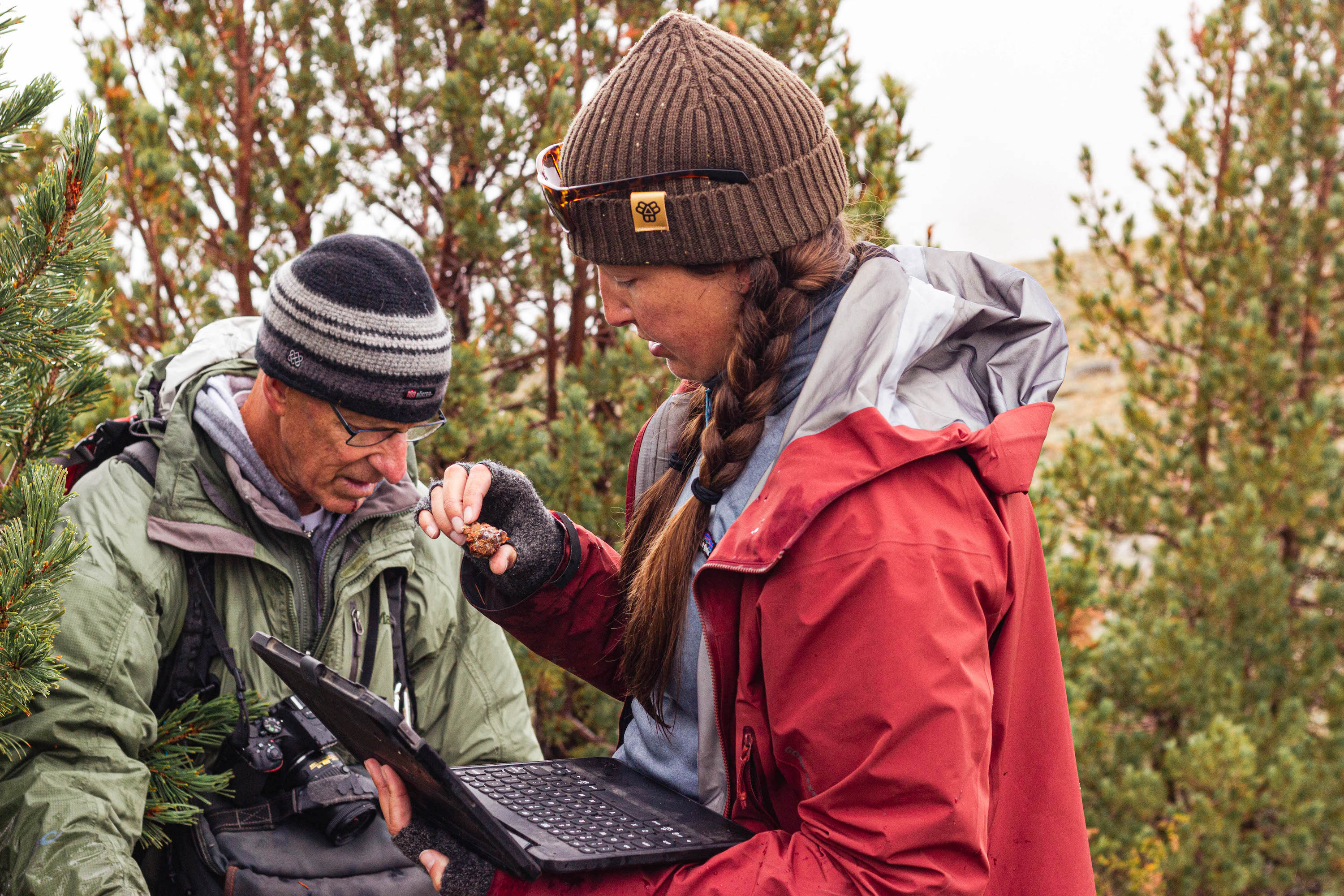 Nevada conservation group works to preserve Whitebark Pine - Vimarsana News