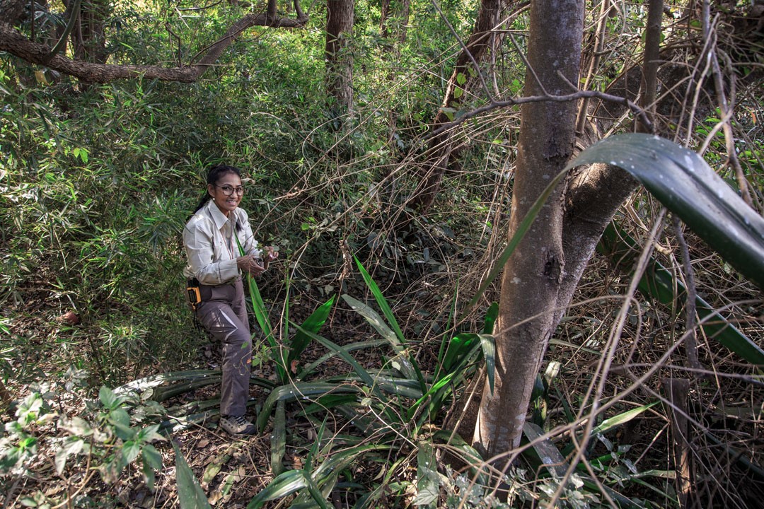 MoBot's Conservation Work In Madagascar Hopes To Combat Deforestation Woes - Vimarsana News