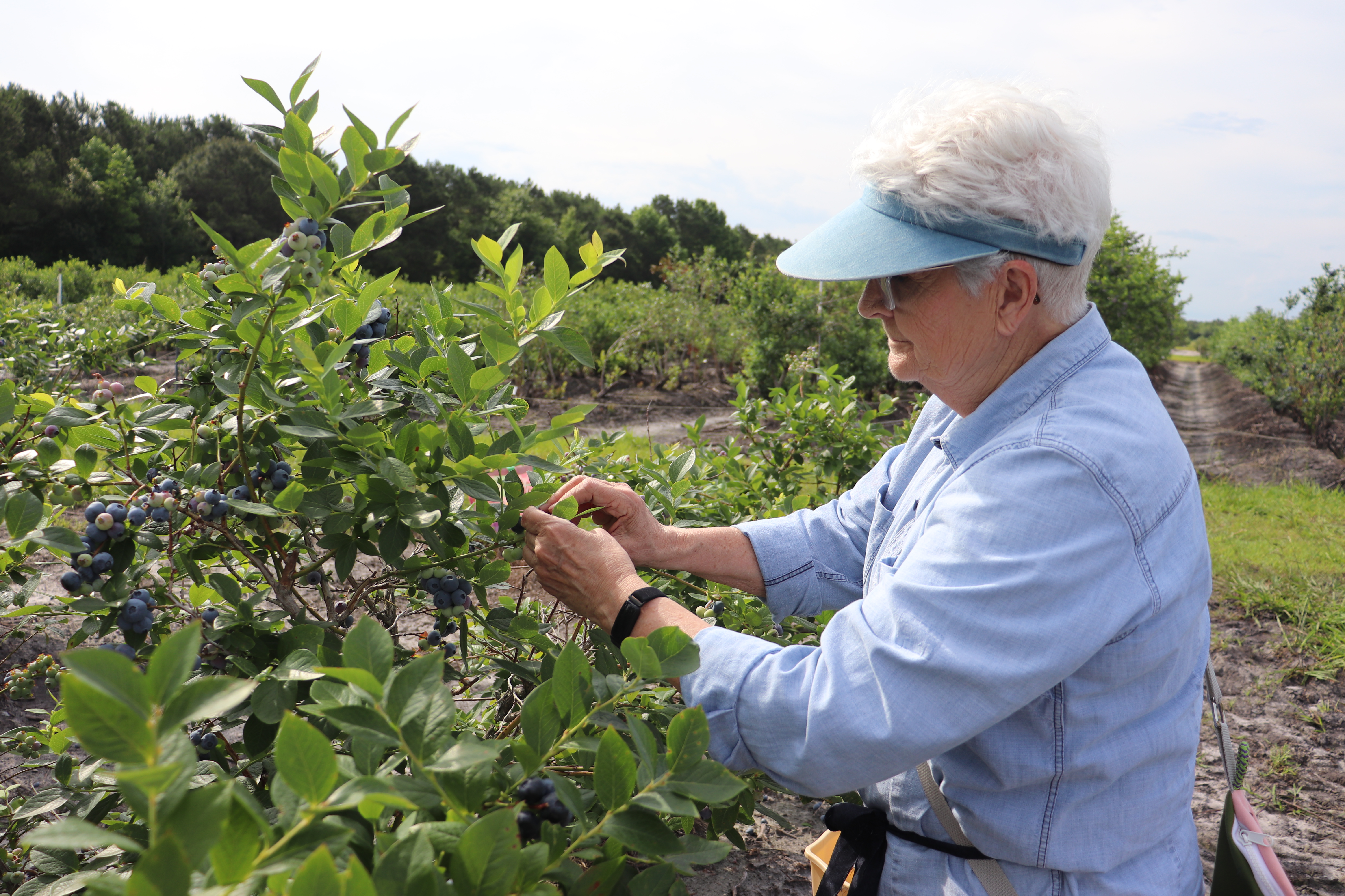 Dispatch: Volunteers pick blueberries for the food bank (and a few for themselves) - Vimarsana News