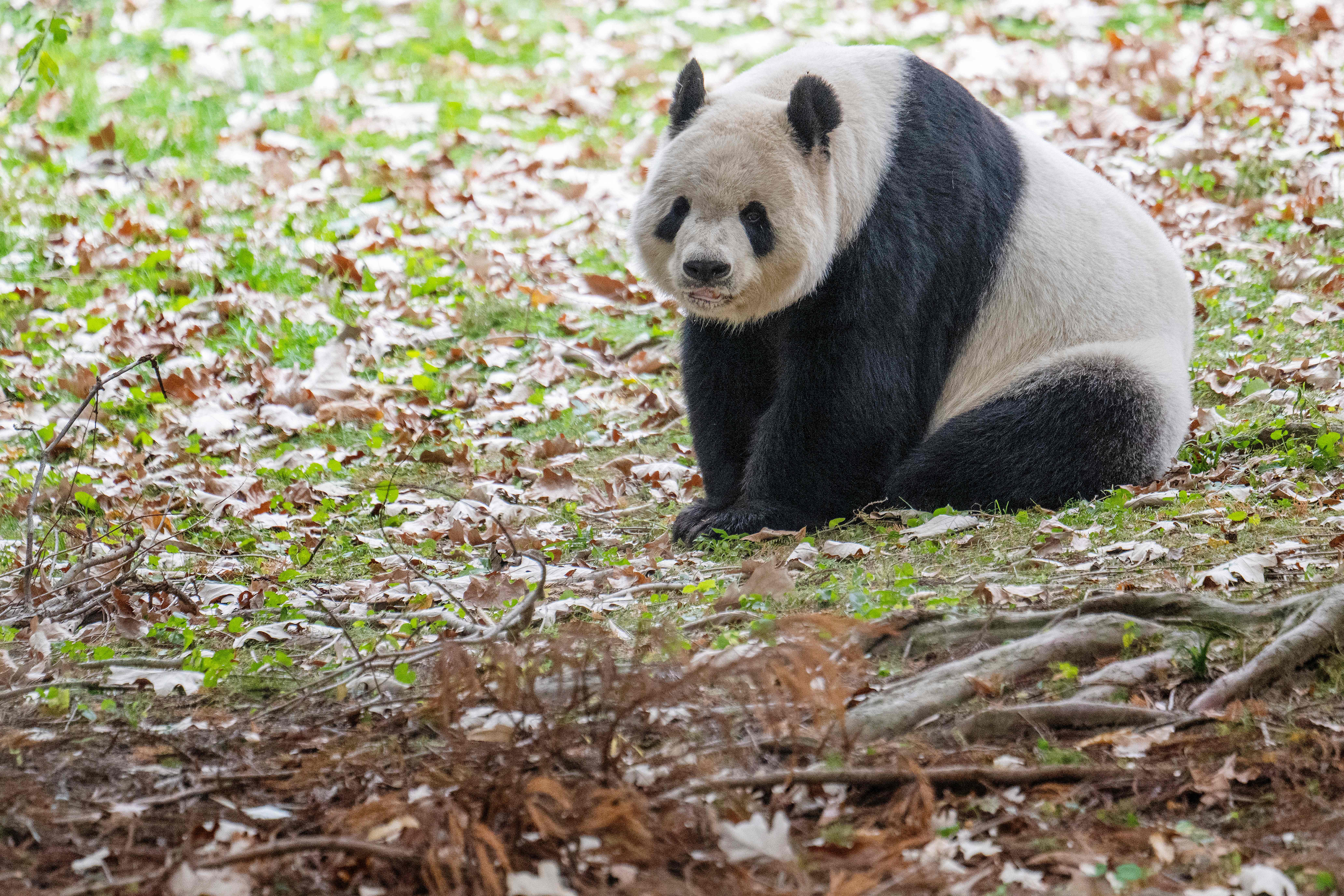 Giant Pandas are returning to D.C.'s National Zoo - Vimarsana News