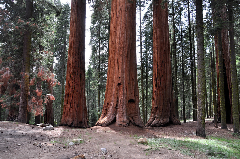 Tree Found Smoldering In Sequoia National Park Likely Burning Since Last Summer's Castle Fire - Vimarsana News