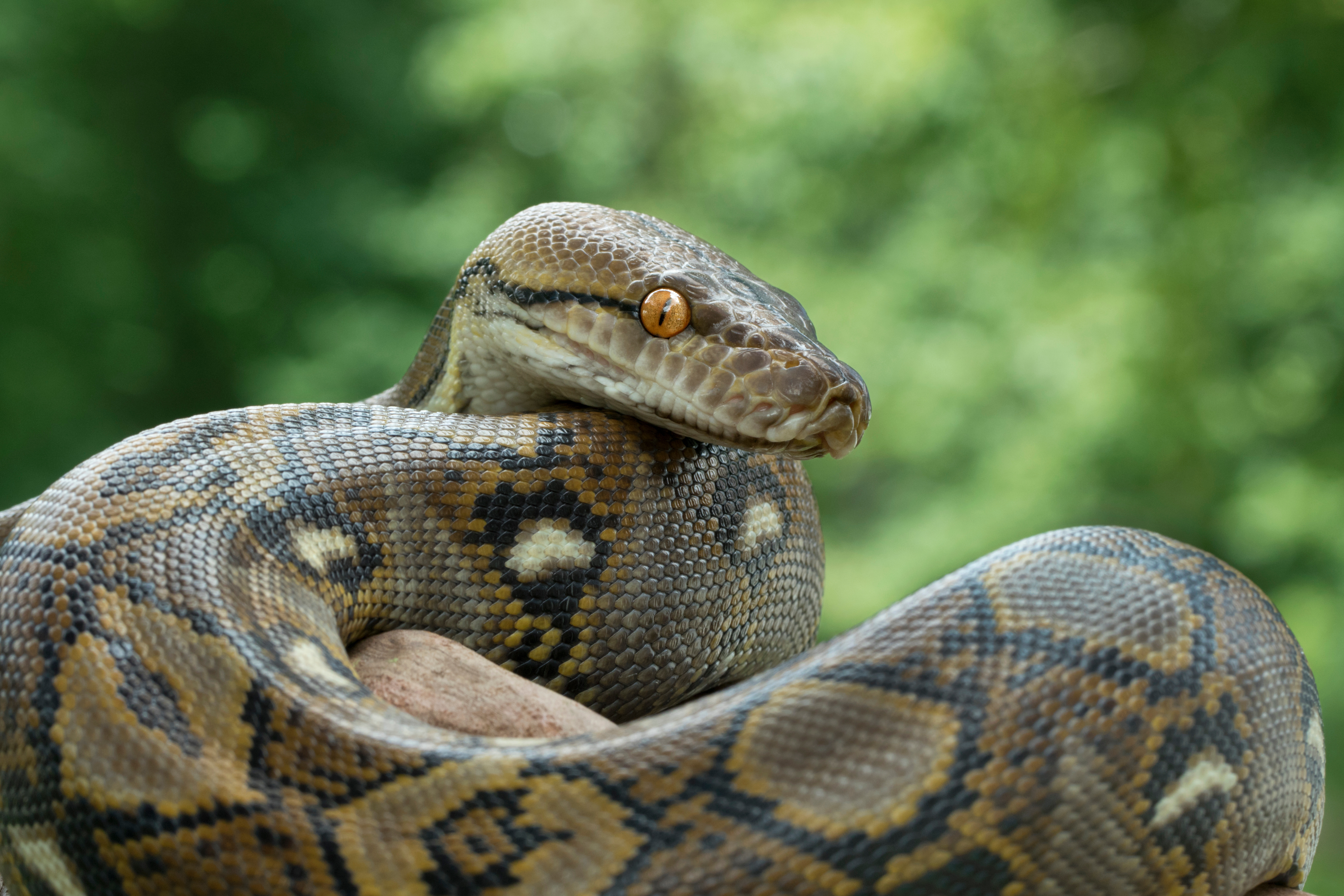 Researchers turn to possums with GPS collars to track invasive pythons - Vimarsana News