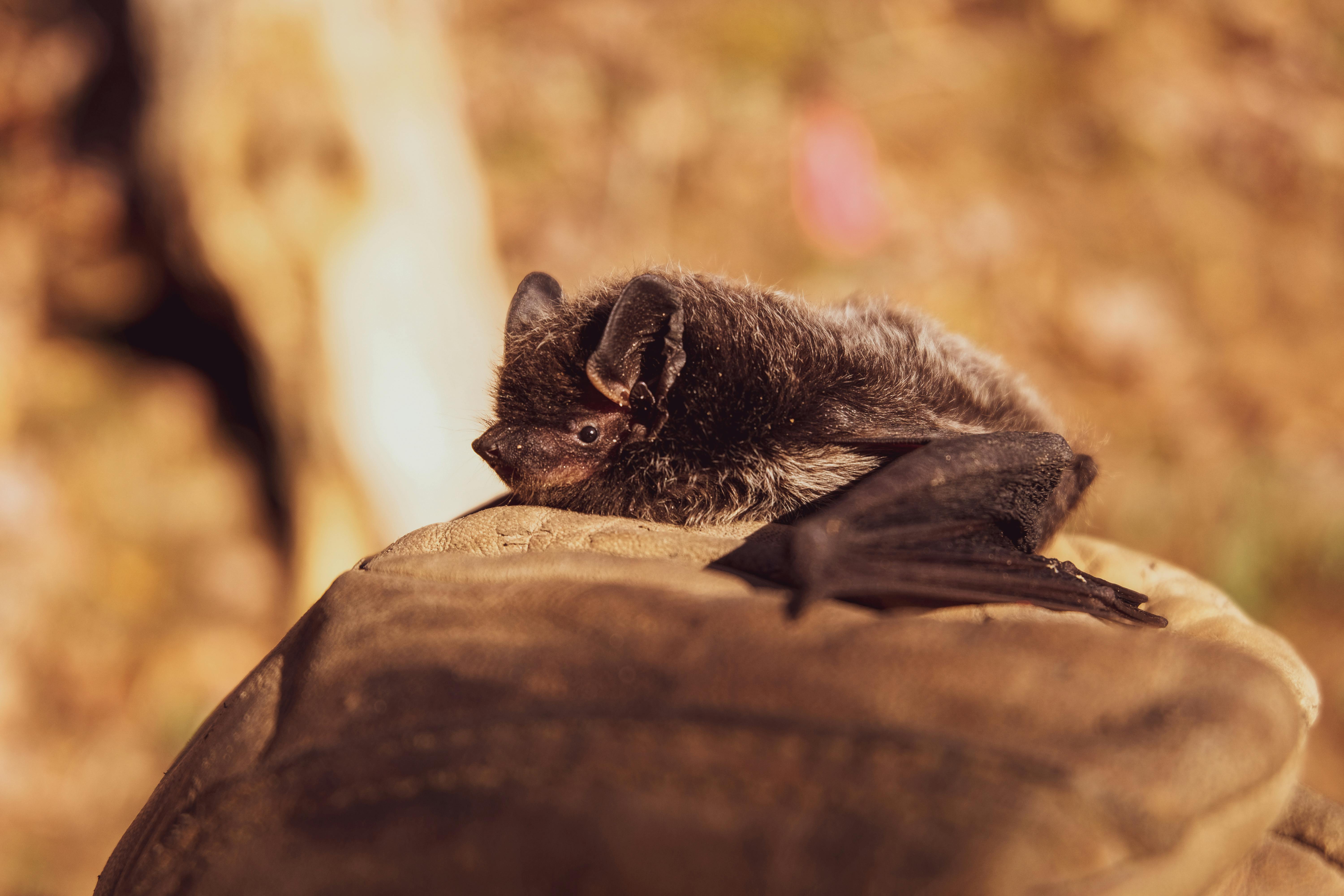 Discovery of First Two Rabid Bats in Illinois Prompt Worry of Rabid Animal Attacks - Vimarsana News