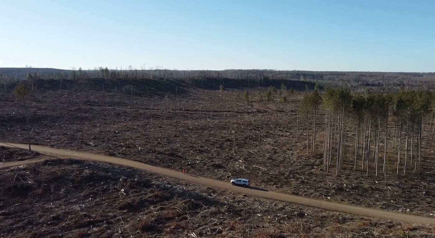 Five years after historic windstorm, National Forest finally fully reopens - Vimarsana News