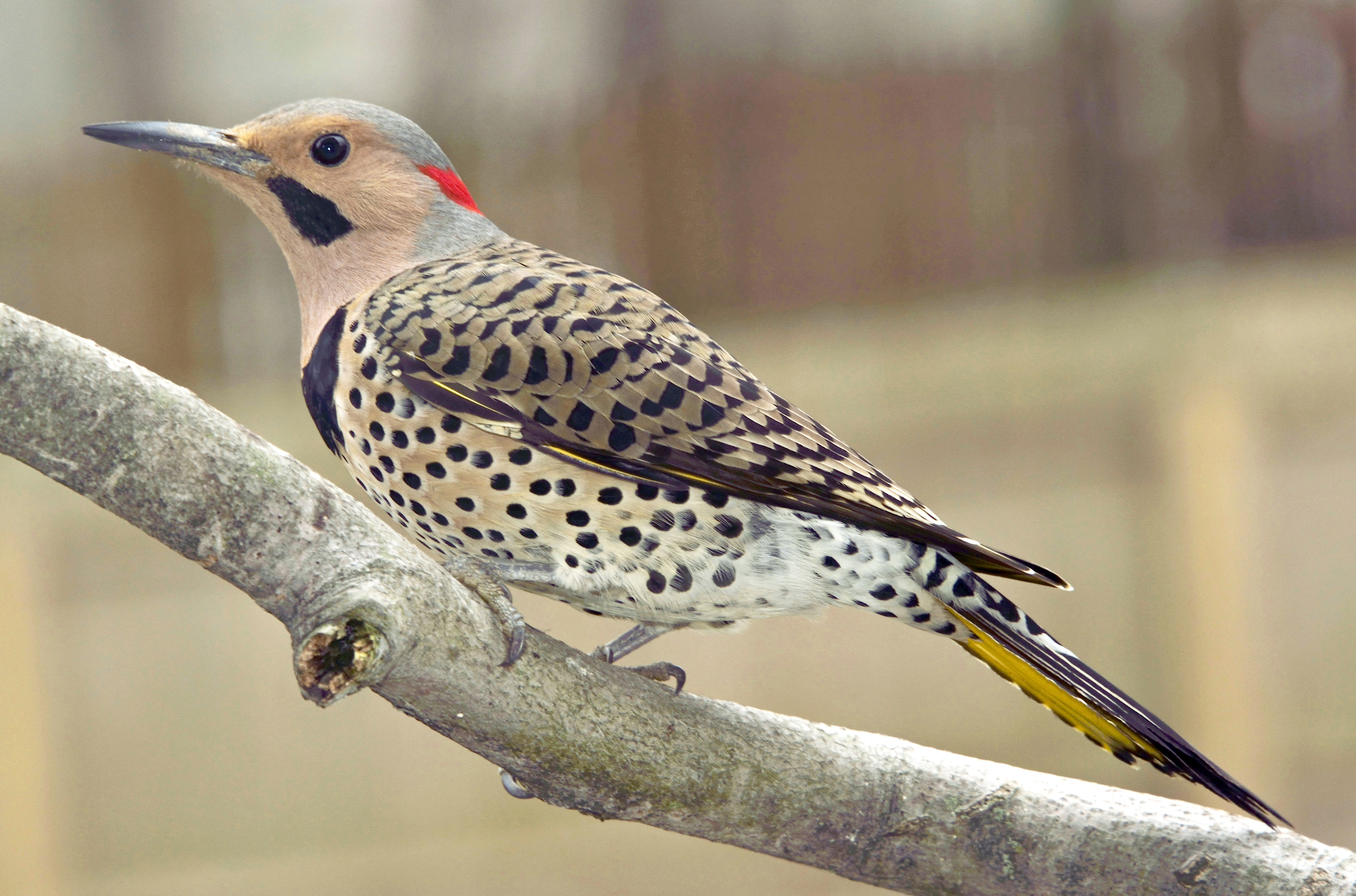 City Woodpeckers - Vimarsana News