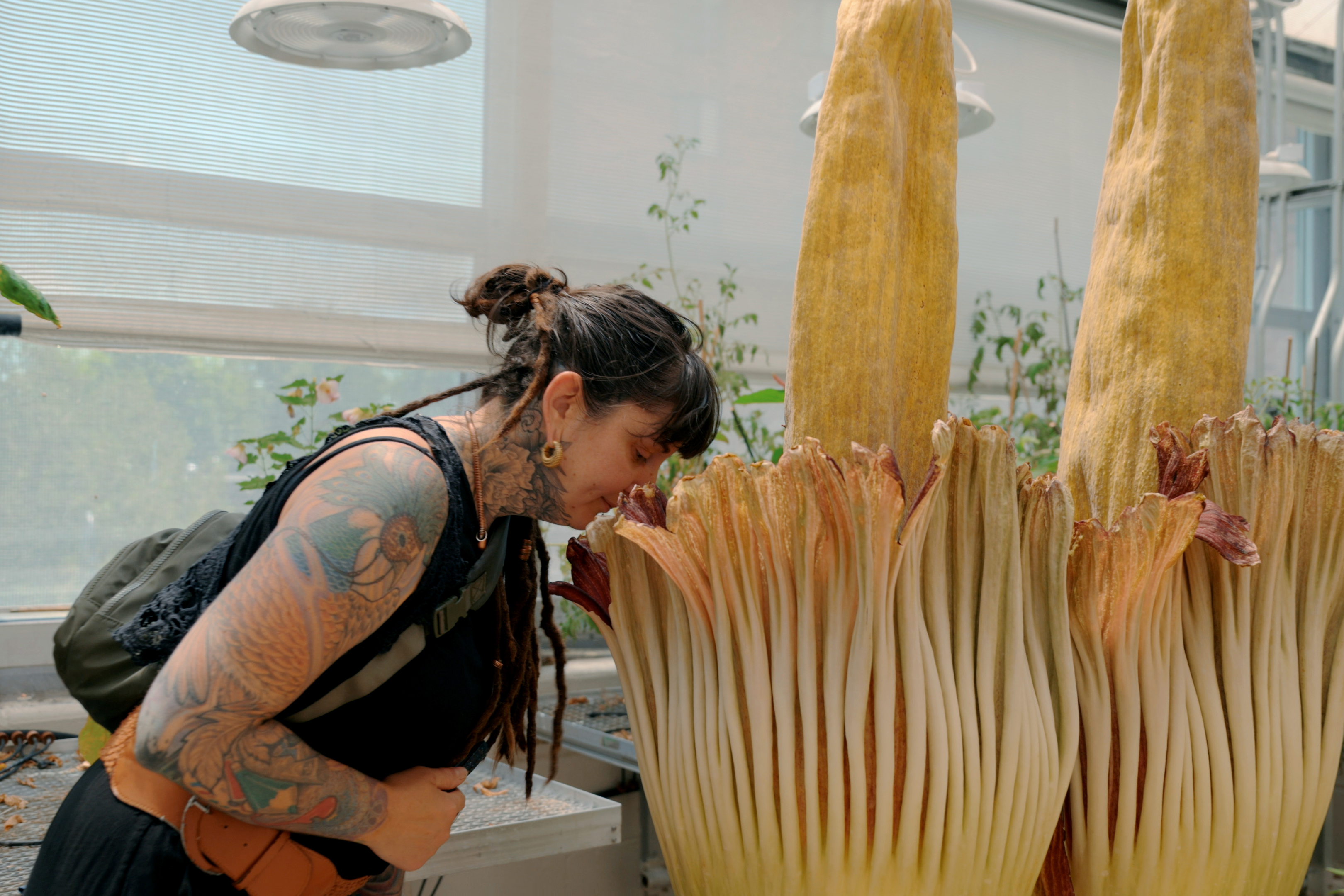 Reeking of feces and rotting fish, a CT corpse flower blooms - Vimarsana News