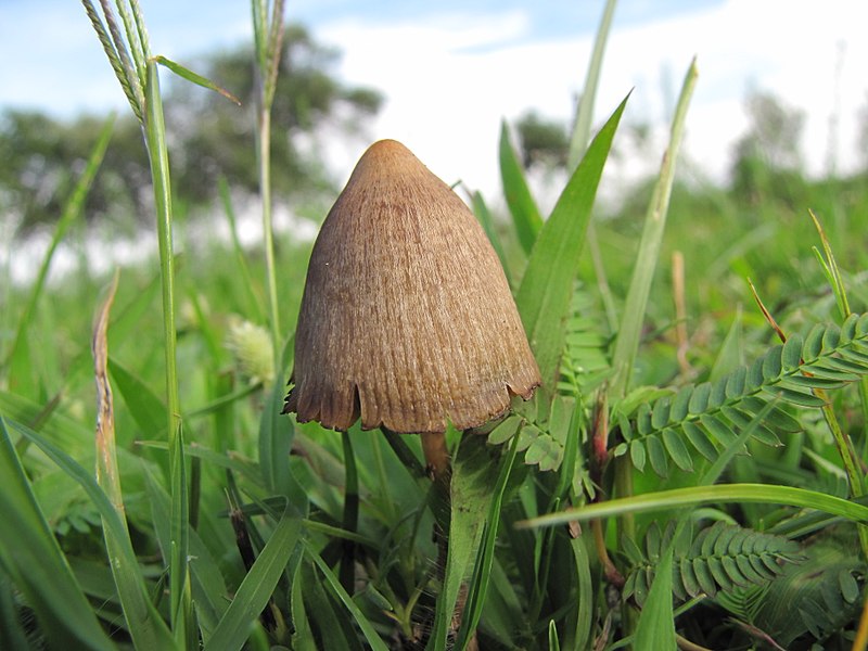 Tue 9 AM | Oregon psilocybin therapy centers mark the first year in business - Vimarsana News