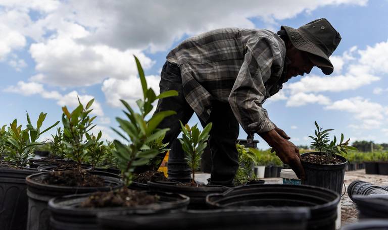 Florida has a lack of protections for outdoor workers in Florida - Vimarsana News