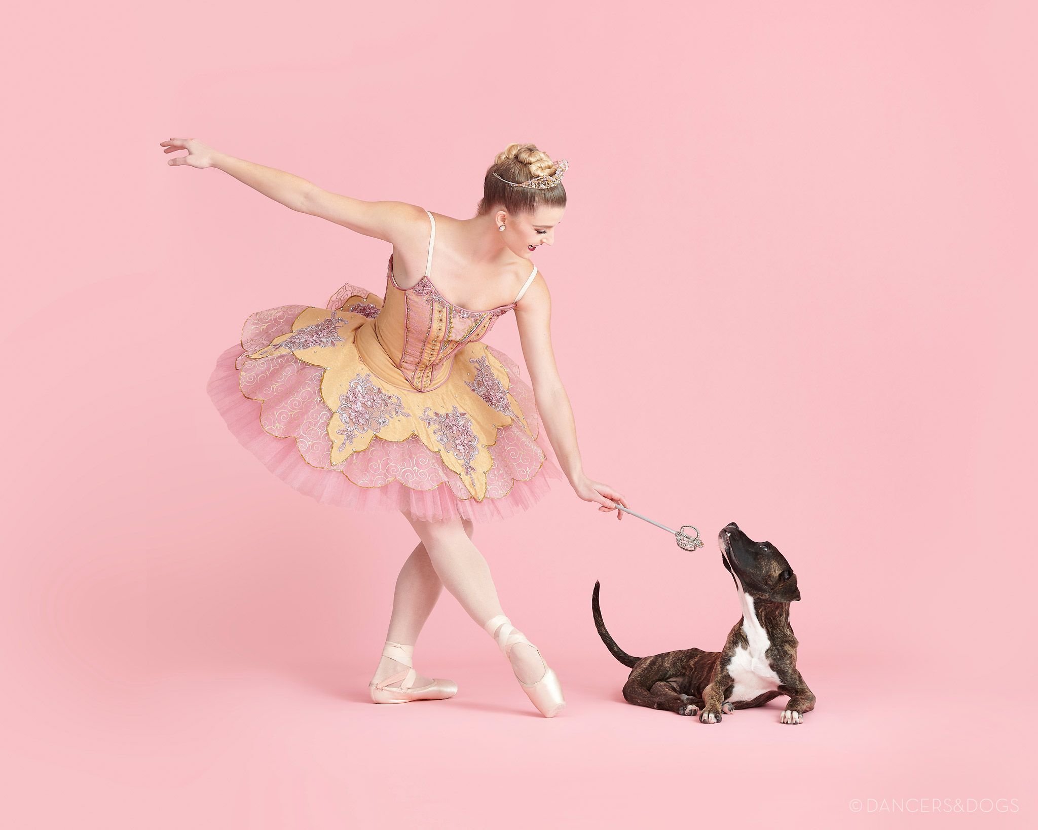 'Dancers & Dogs' Photography Captures Hearts With 'Muttcracker' Campaign - Vimarsana News