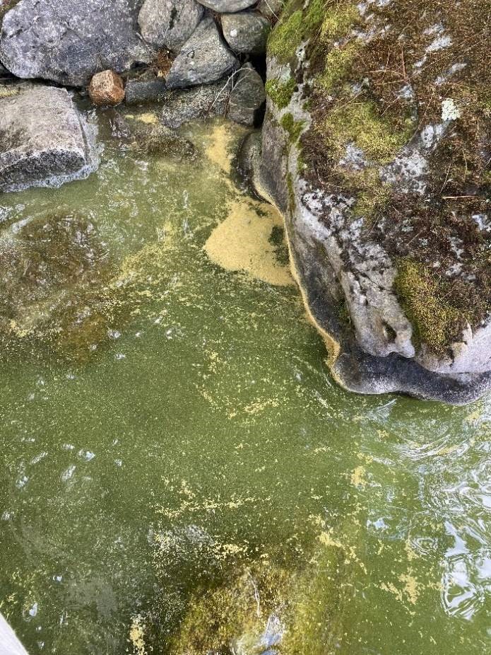 Cyanobacteria blooms spotted on Lake Winnipesaukee - Vimarsana News