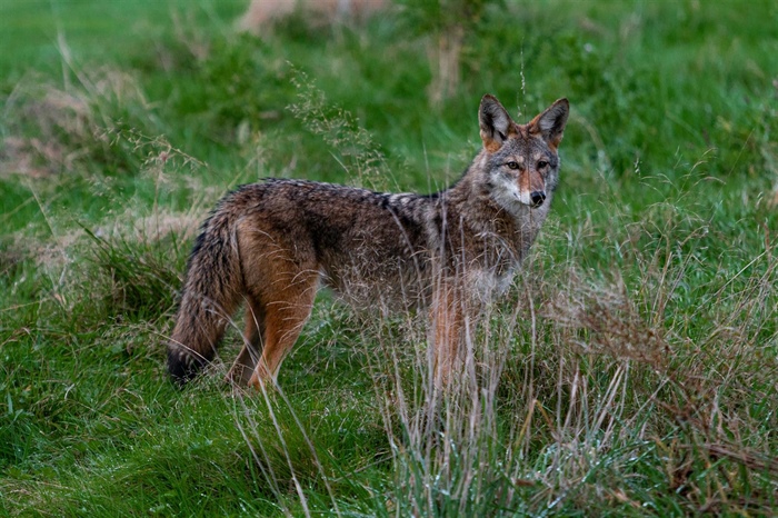 Ban on wildlife killing contests 'unlikely' to clear state Senate this session | Northern Public Radio: WNIJ and WNIU - Vimarsana News