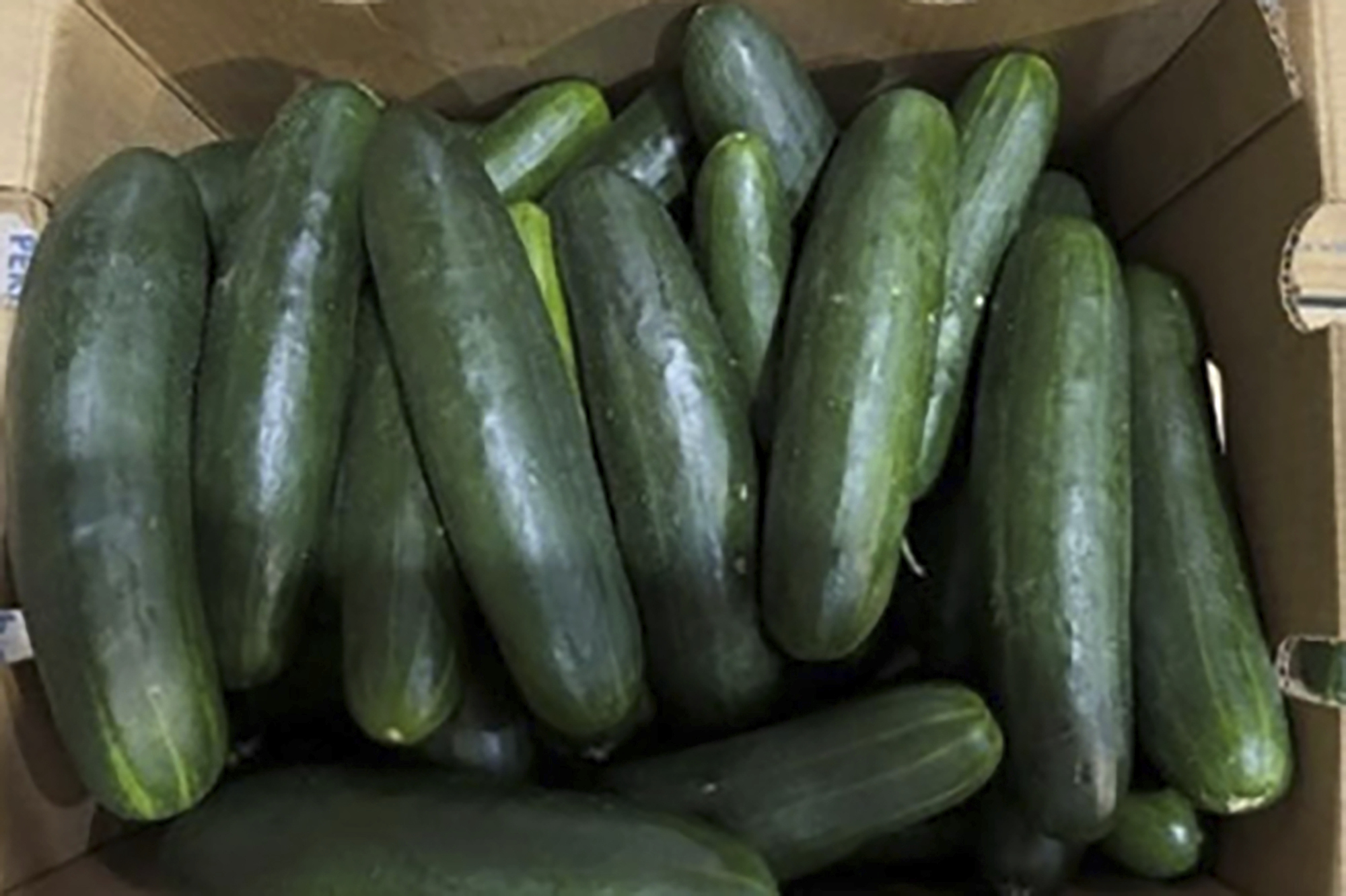 More than 150 in U.S. became sick due to a possible salmonella outbreak in cucumbers - Vimarsana News