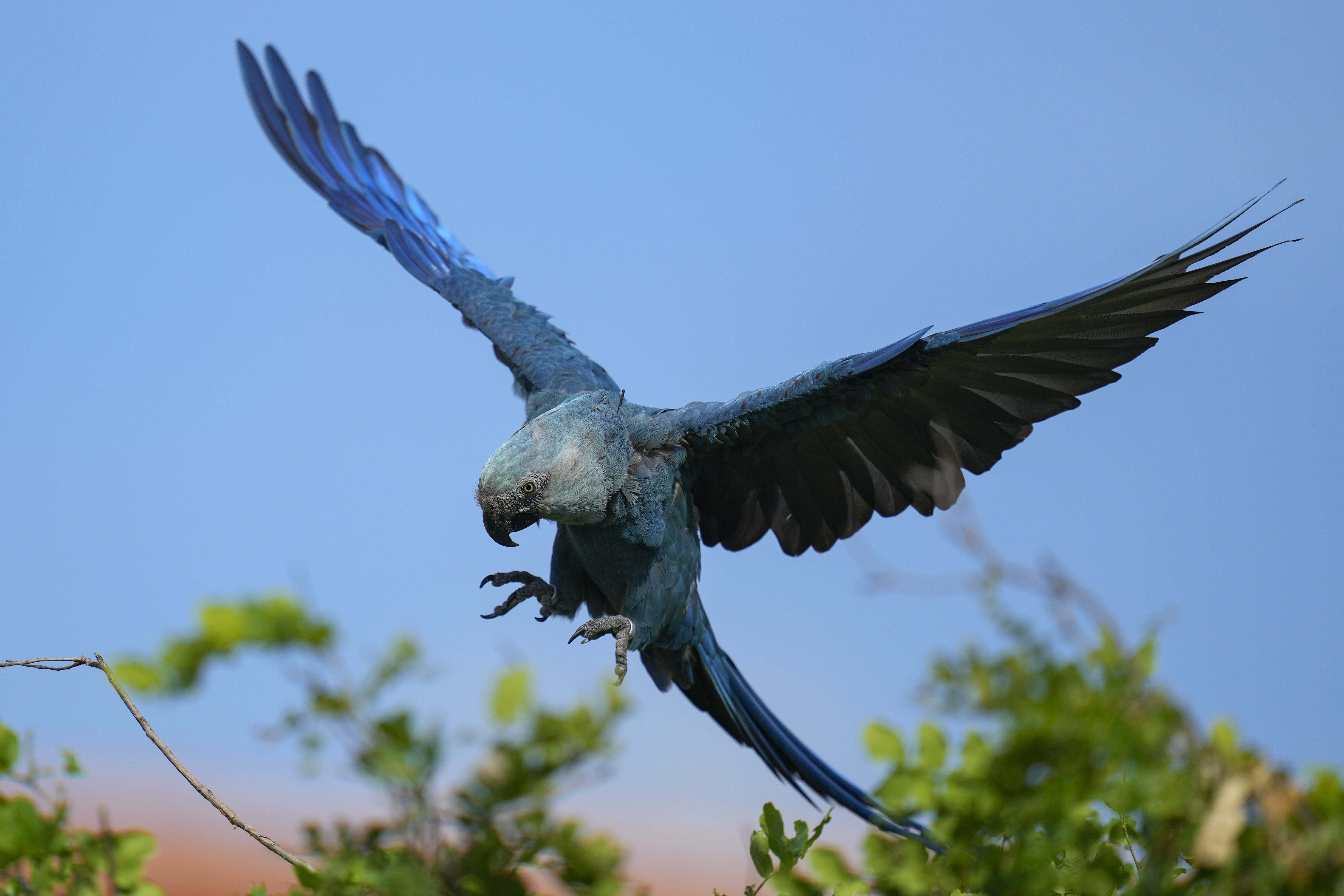 Climate change threatens recovery of Brazil's Spix's macaw, popularized in 'Rio' films - Vimarsana News