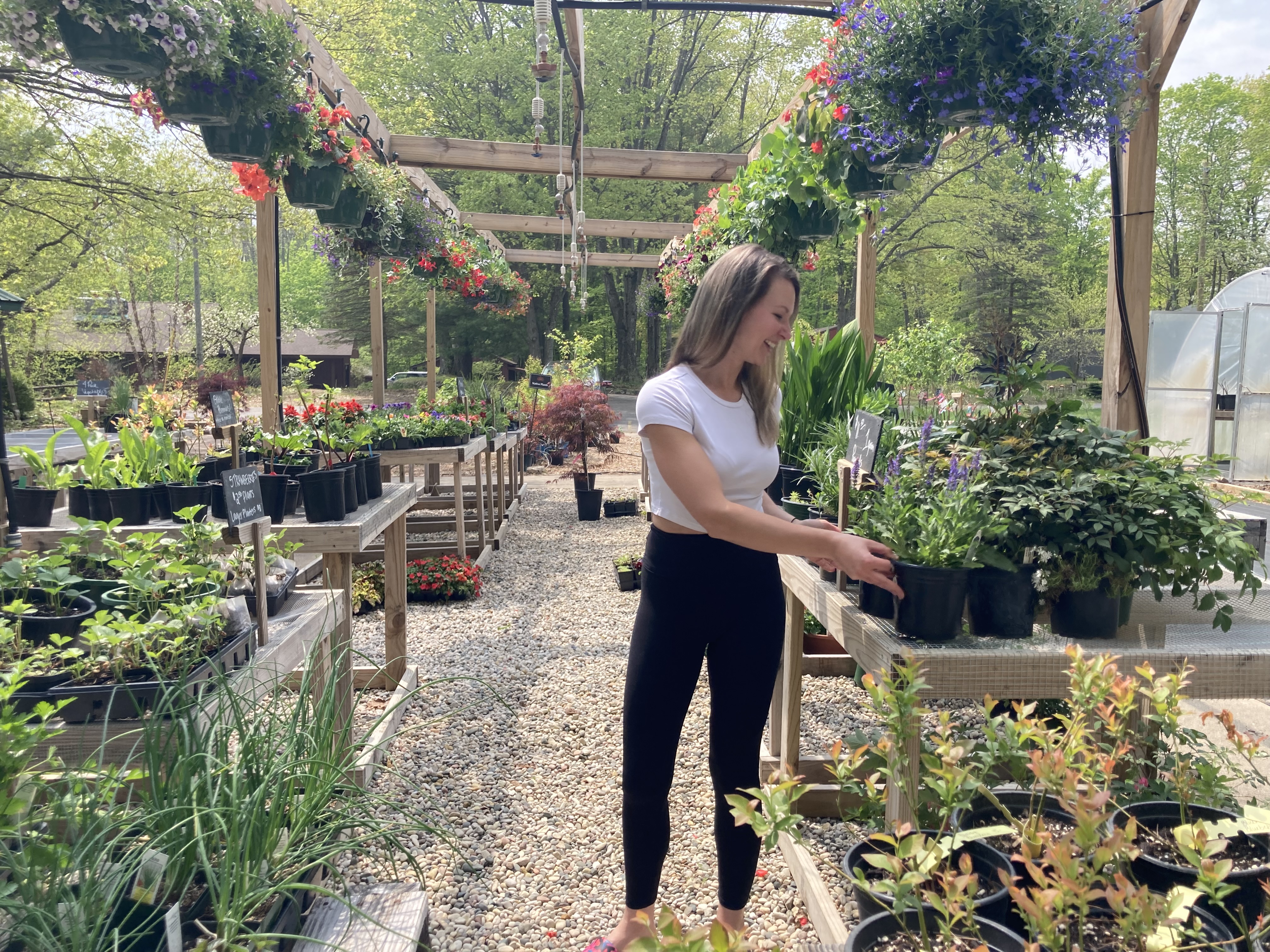 Certain popular garden plants are invasive, yet legal to sell. But some businesses opt not to - Vimarsana News