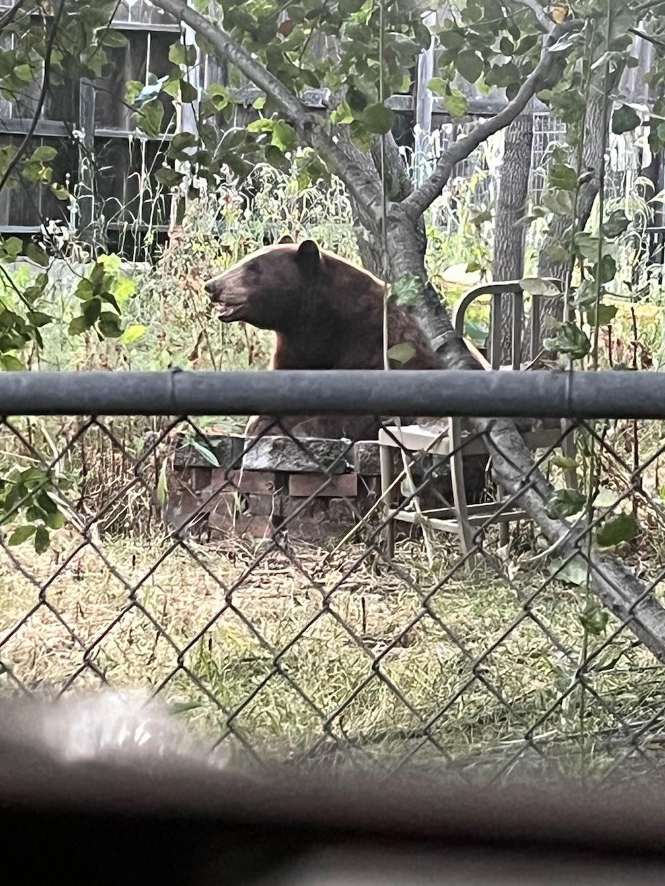 Smarter than the average bear? Bear visits Central Coast neighborhood, becomes social media hit - Vimarsana News