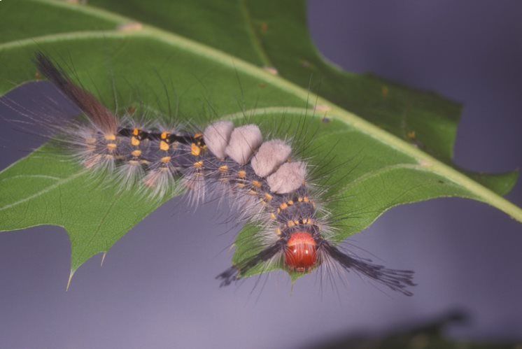 Fuzzy caterpillars that become Tussock moths are bugging residents - Vimarsana News