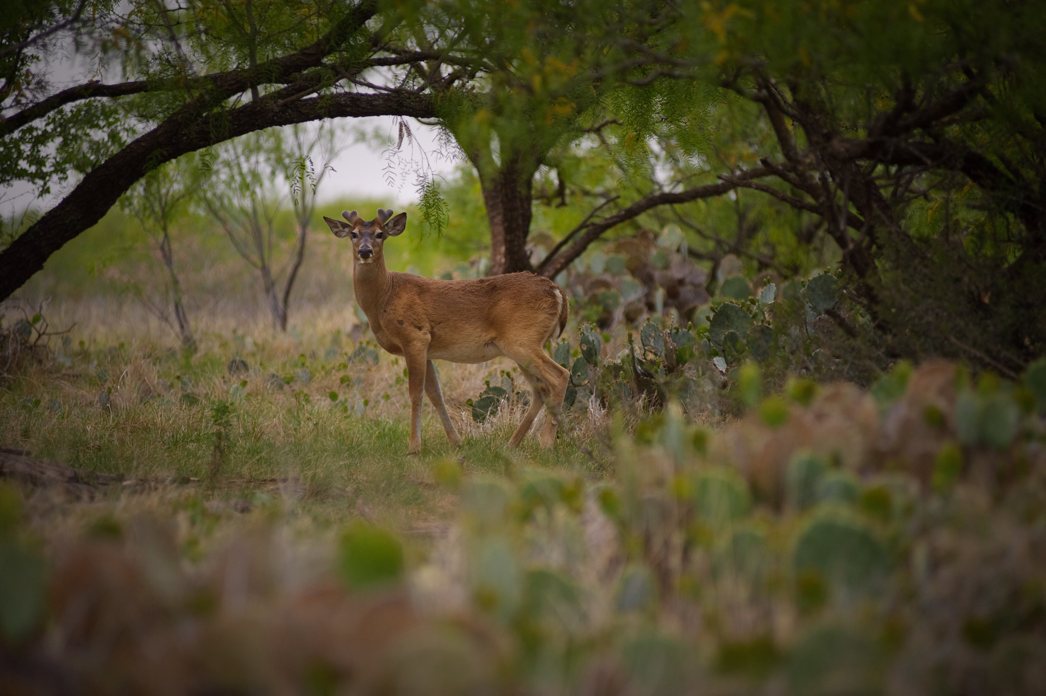 Texas kills deer exposed to chronic wasting disease in Kaufman County - Vimarsana News