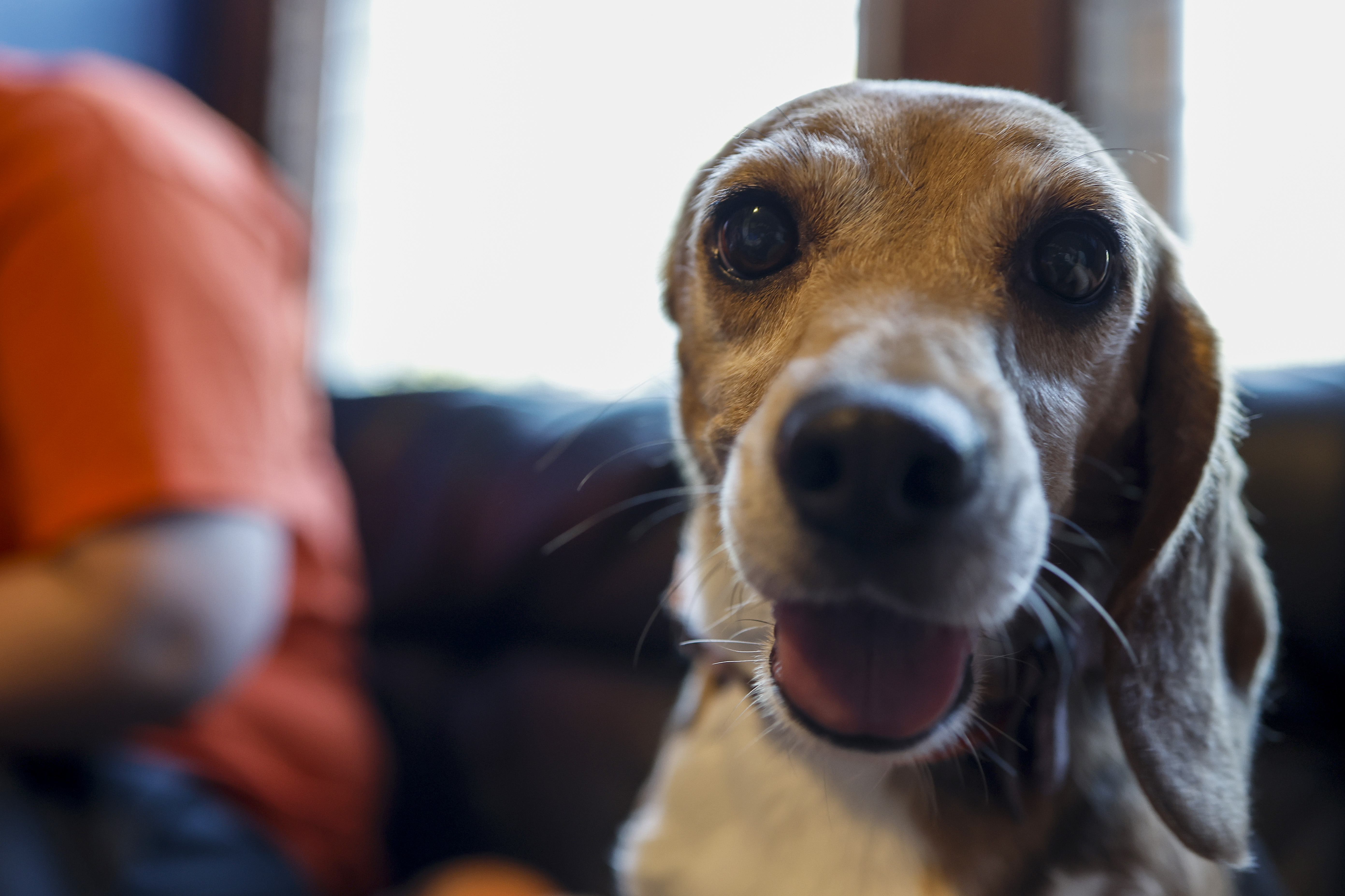 A beleaguered breeder faces a record $35 million fine for mistreating its beagles - Vimarsana News