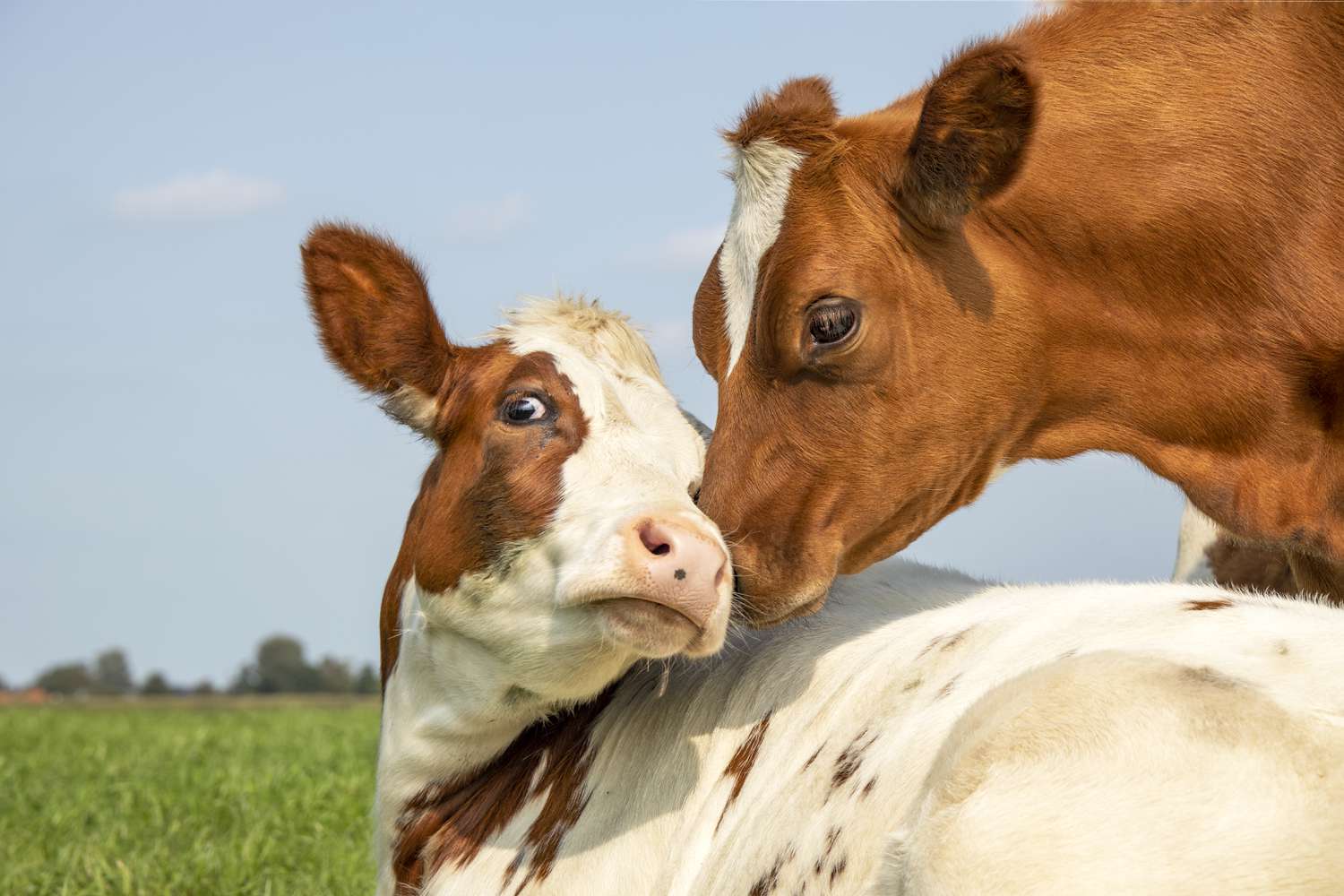 How the meat industry uses disinformation to shape public opinion - Vimarsana News