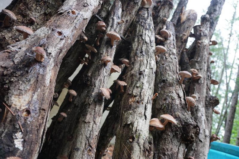 The Forest Floor May Be Untapped Agricultural Land - Vimarsana News