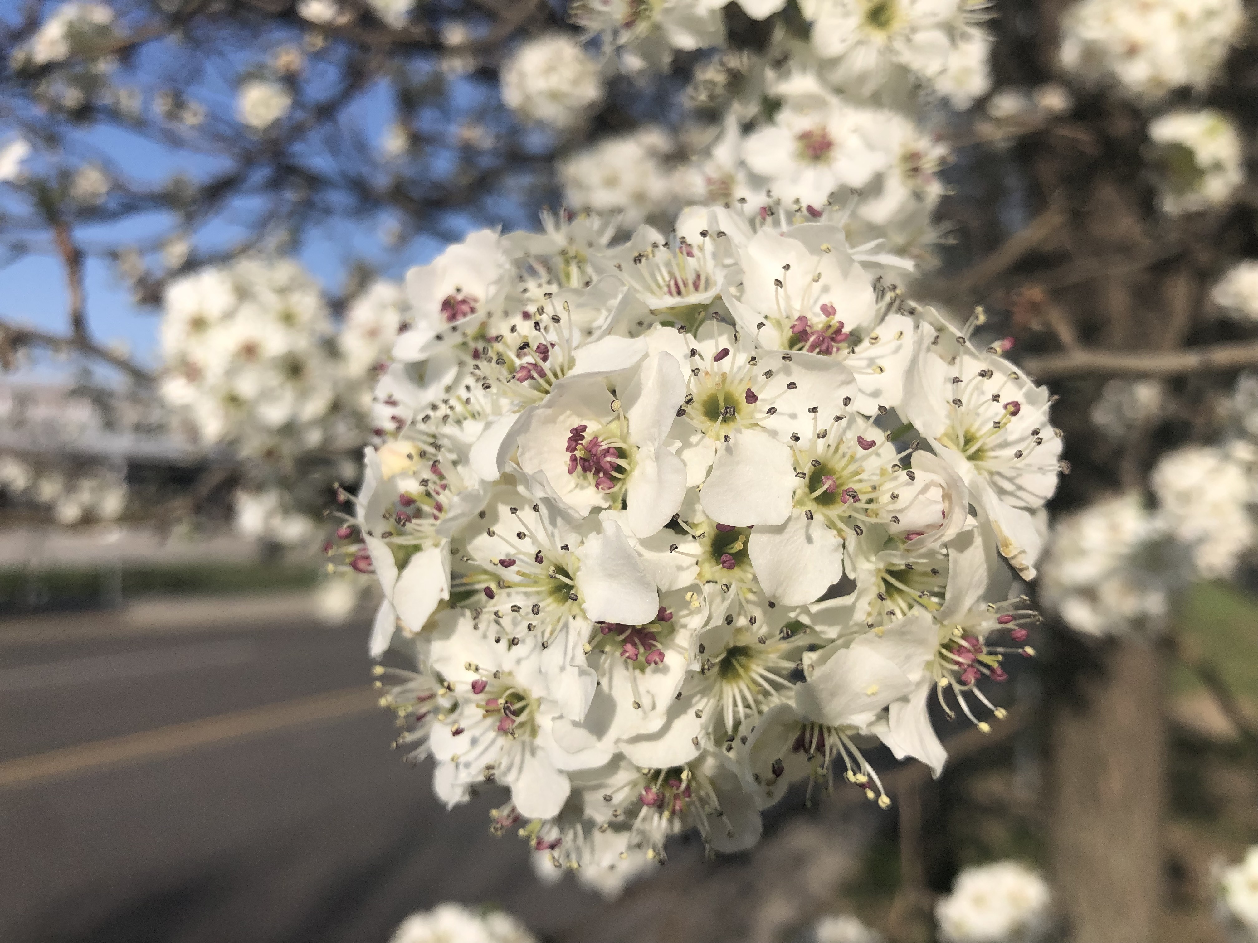 Bradford pears and other Callery trees are out of control in the Midwest. Here's how to help. - Vimarsana News