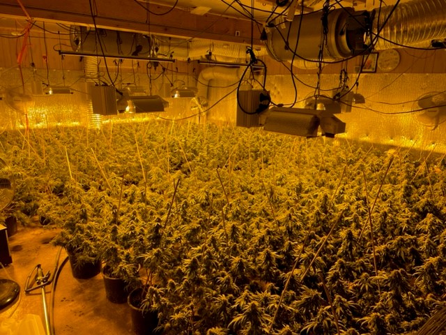 Federal prosecutors move to seize four properties used for unlicensed marijuana growing operations - Vimarsana News