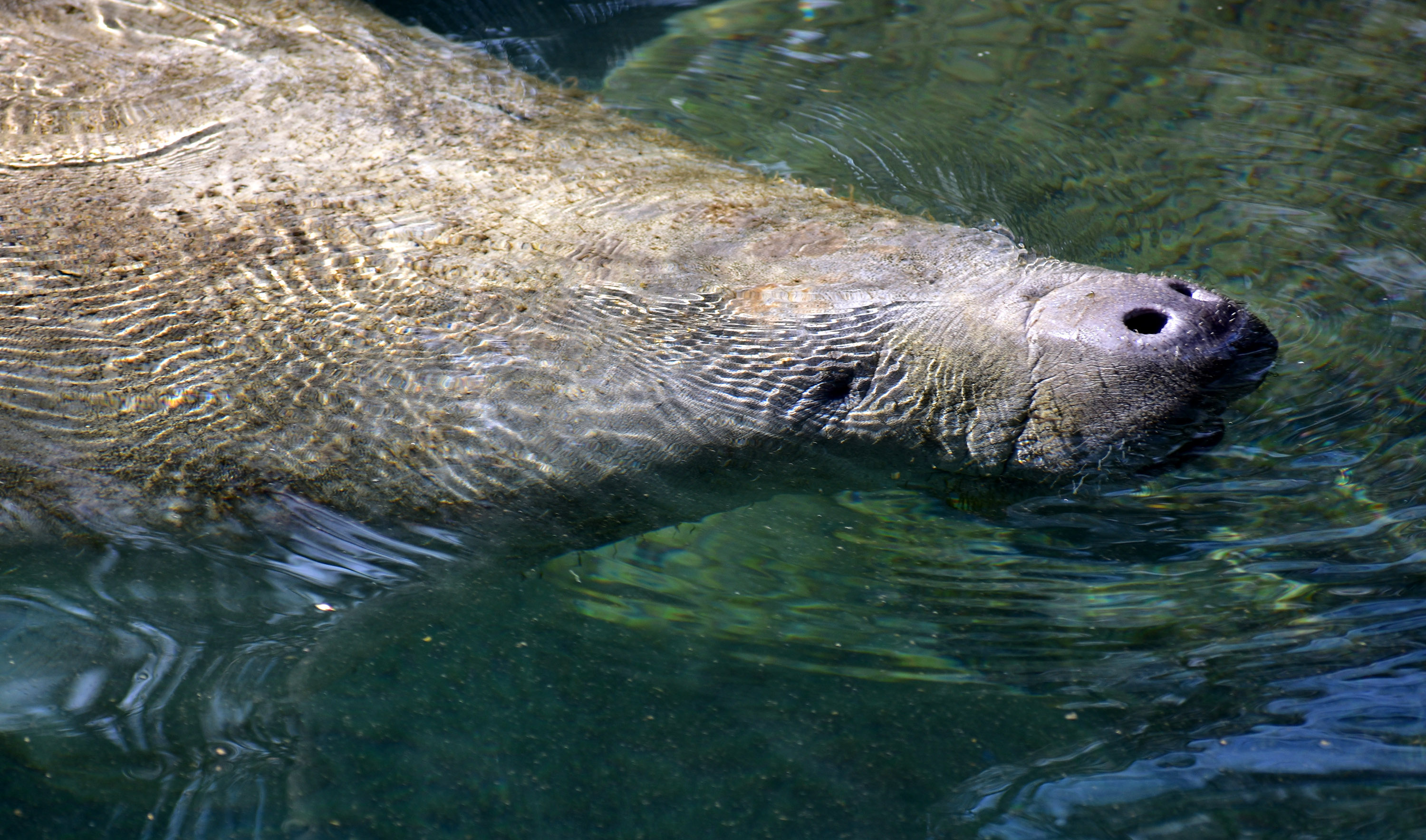 Death of beloved young manatee highlights ongoing threats, risks - Vimarsana News