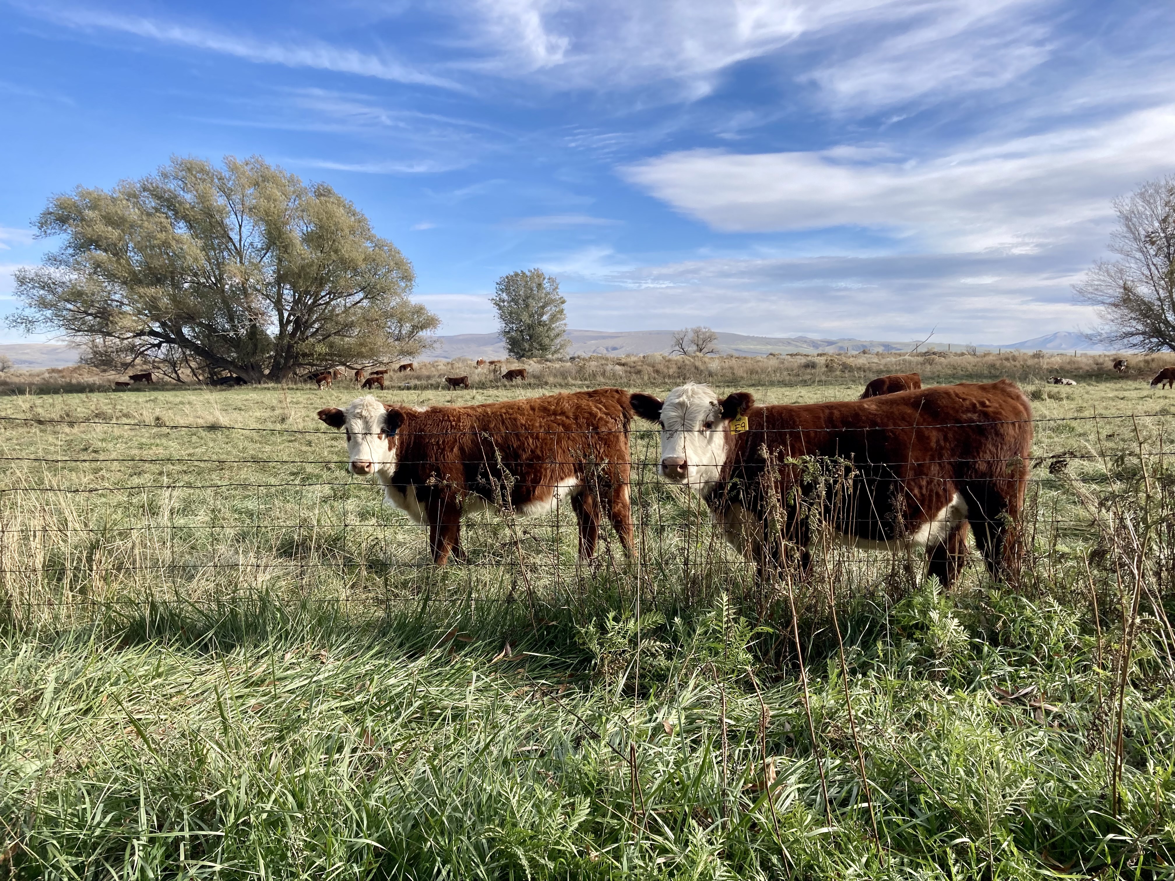 Six Idaho dairy farms have the avian flu. Here's what you need to know - Vimarsana News