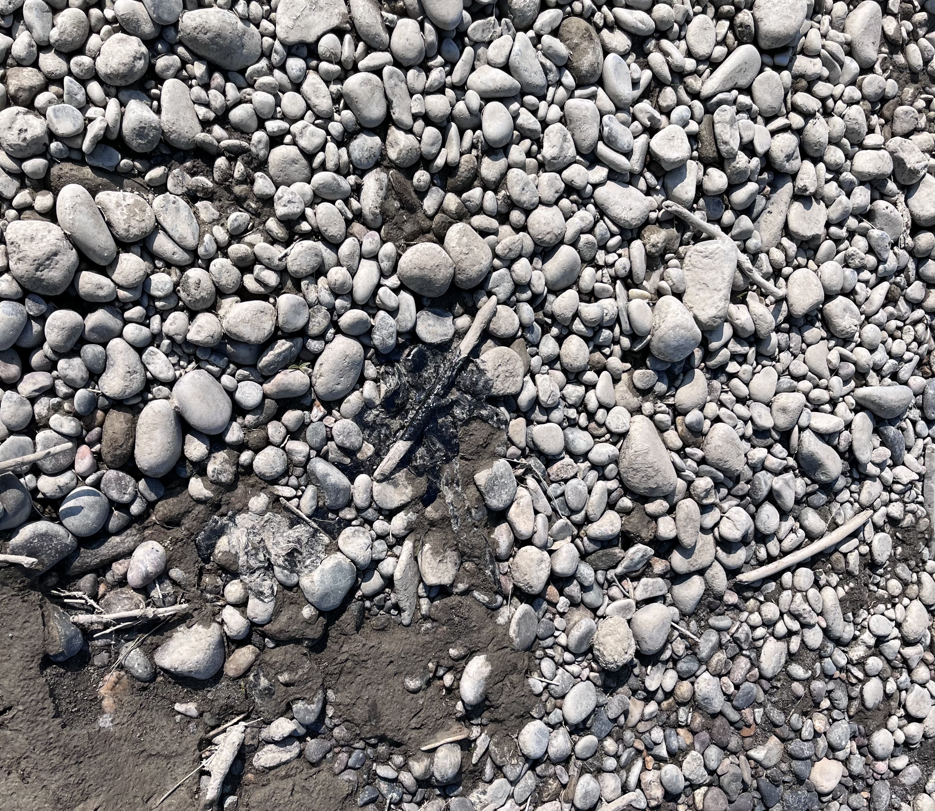 Workers return to Yellowstone River for asphalt cleanup - Vimarsana News