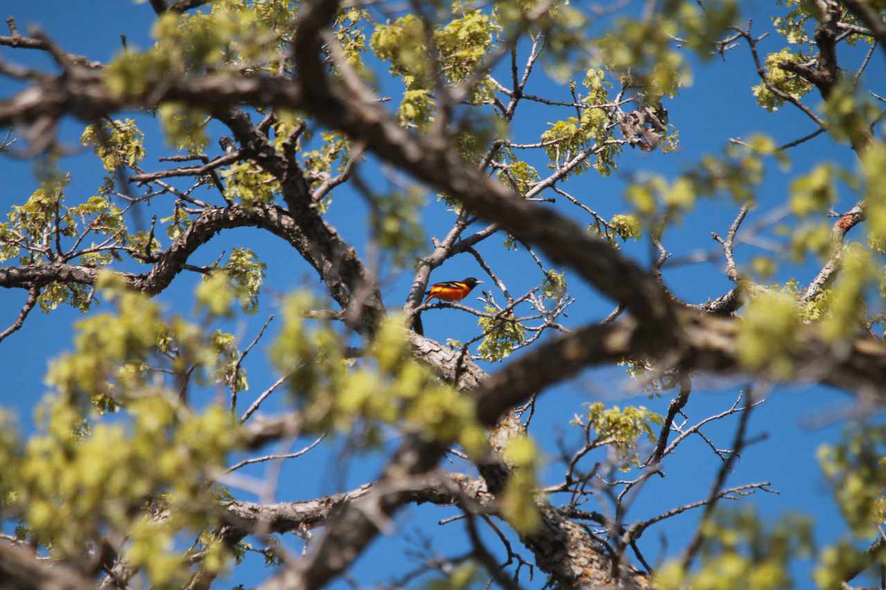 AI Panel; Mindful Birding; Today's Lawns and Tom Isern talks "Rest Rooms" - Vimarsana News