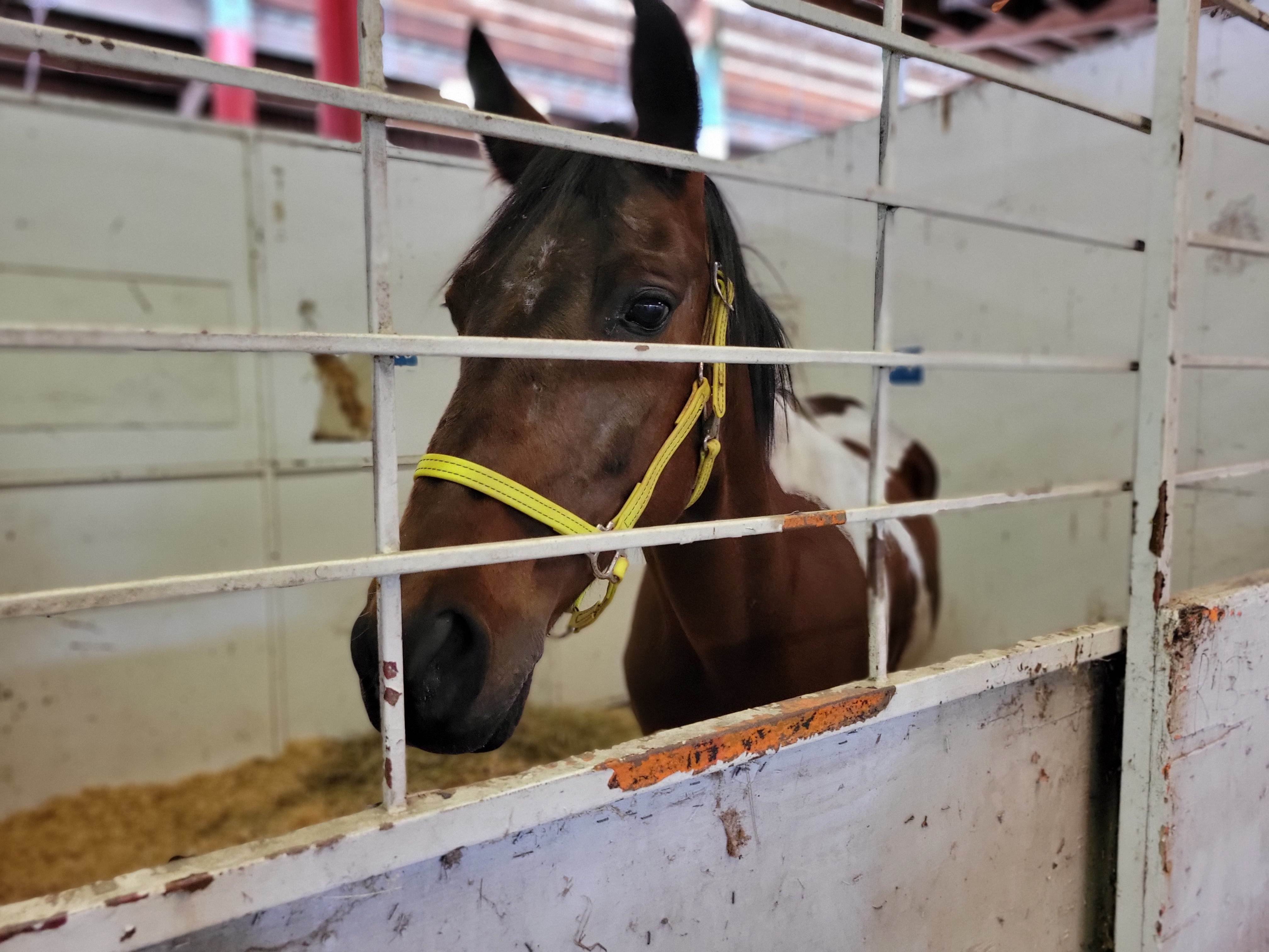 More than 90 animals seized from Lane County property after owner found guilty of neglect - Vimarsana News