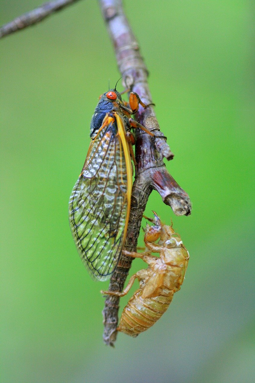 Local officials say eastern Kentucky likely won't be severely impacted by cicada brood emergence - Vimarsana News