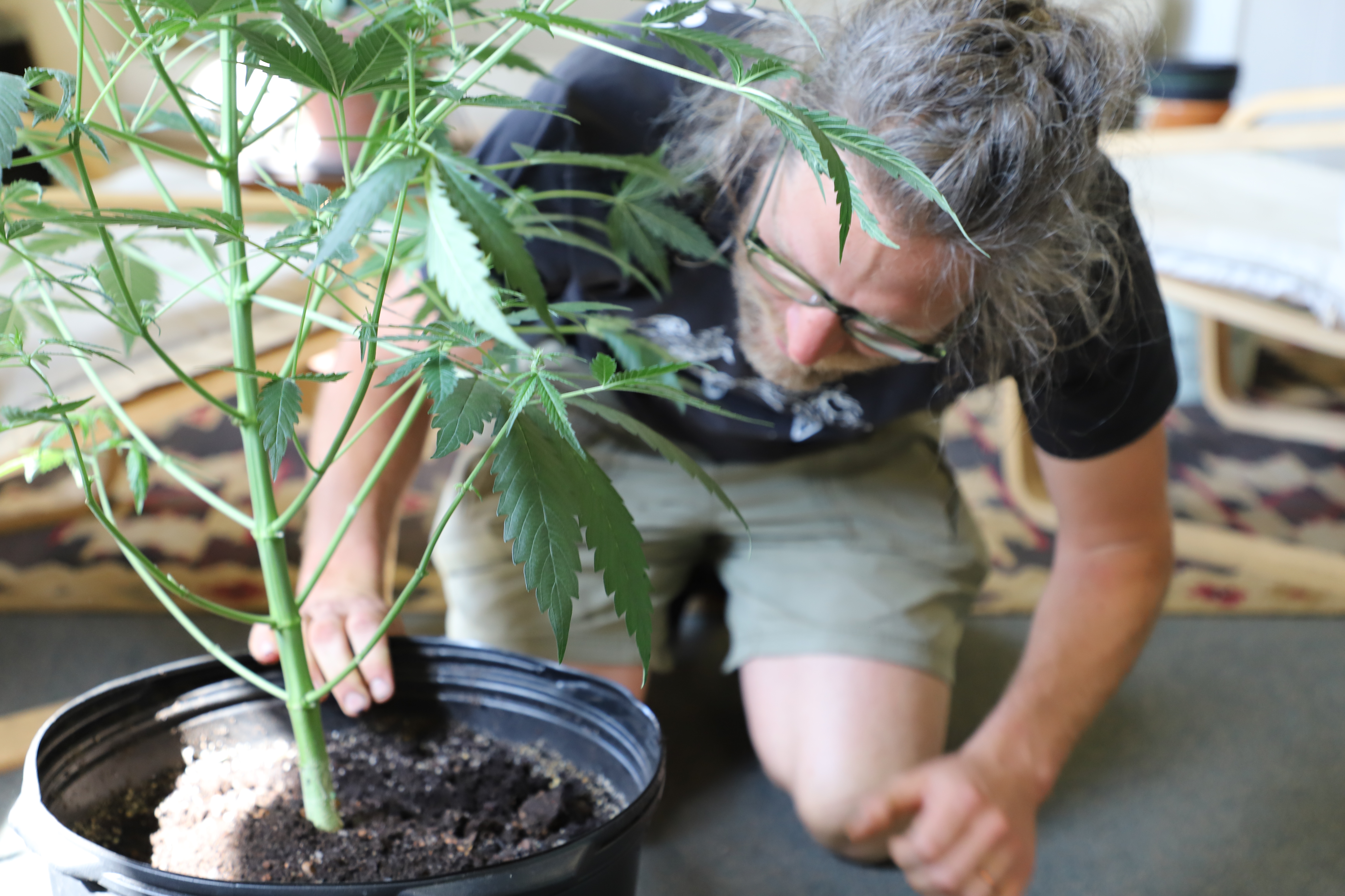 Northeast Ohio's cannabis industry cultivates a sustainable future - Vimarsana News