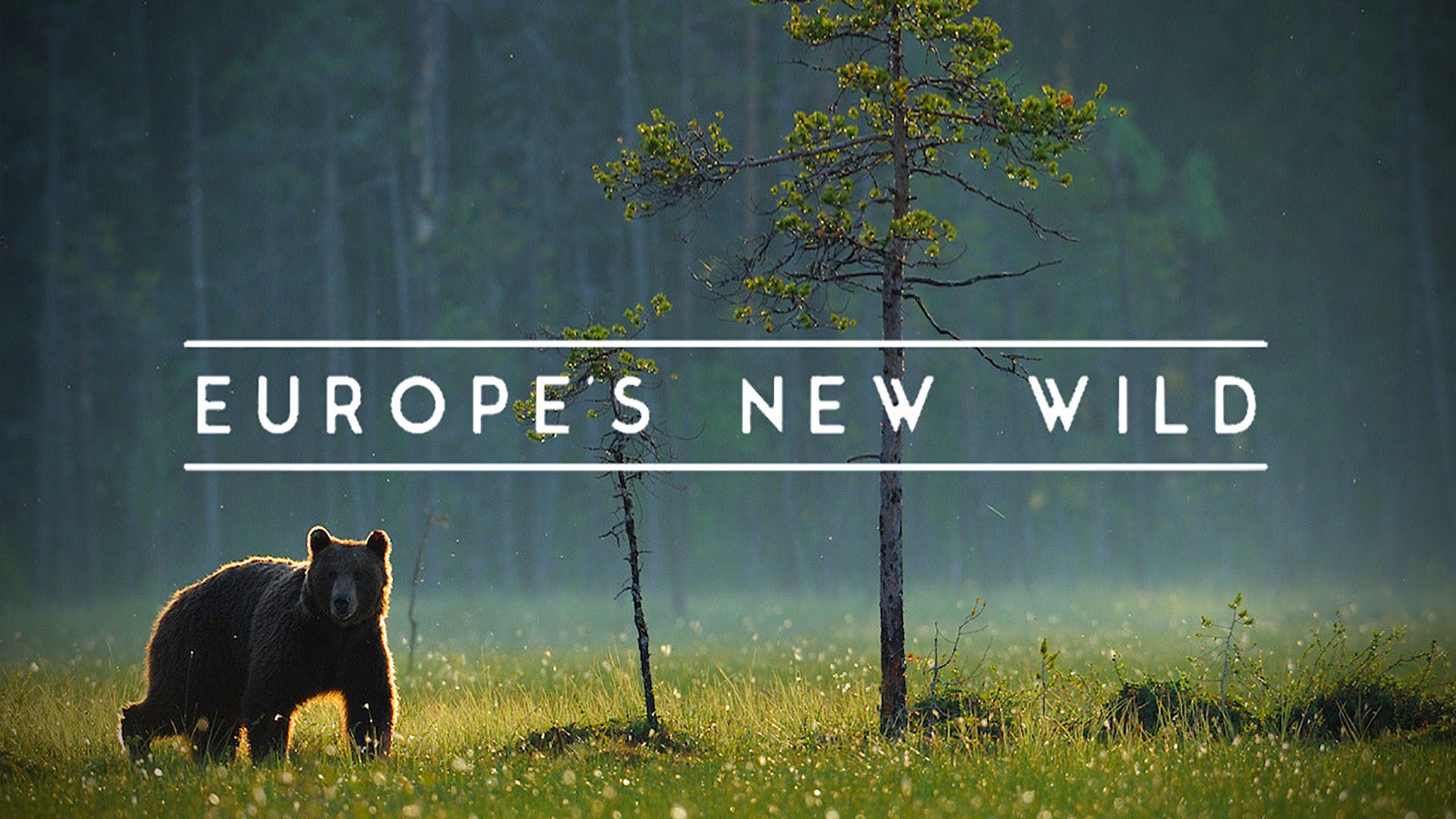 Europe Is Getting Wilder Every Day. Want To See How Wild? - Vimarsana News
