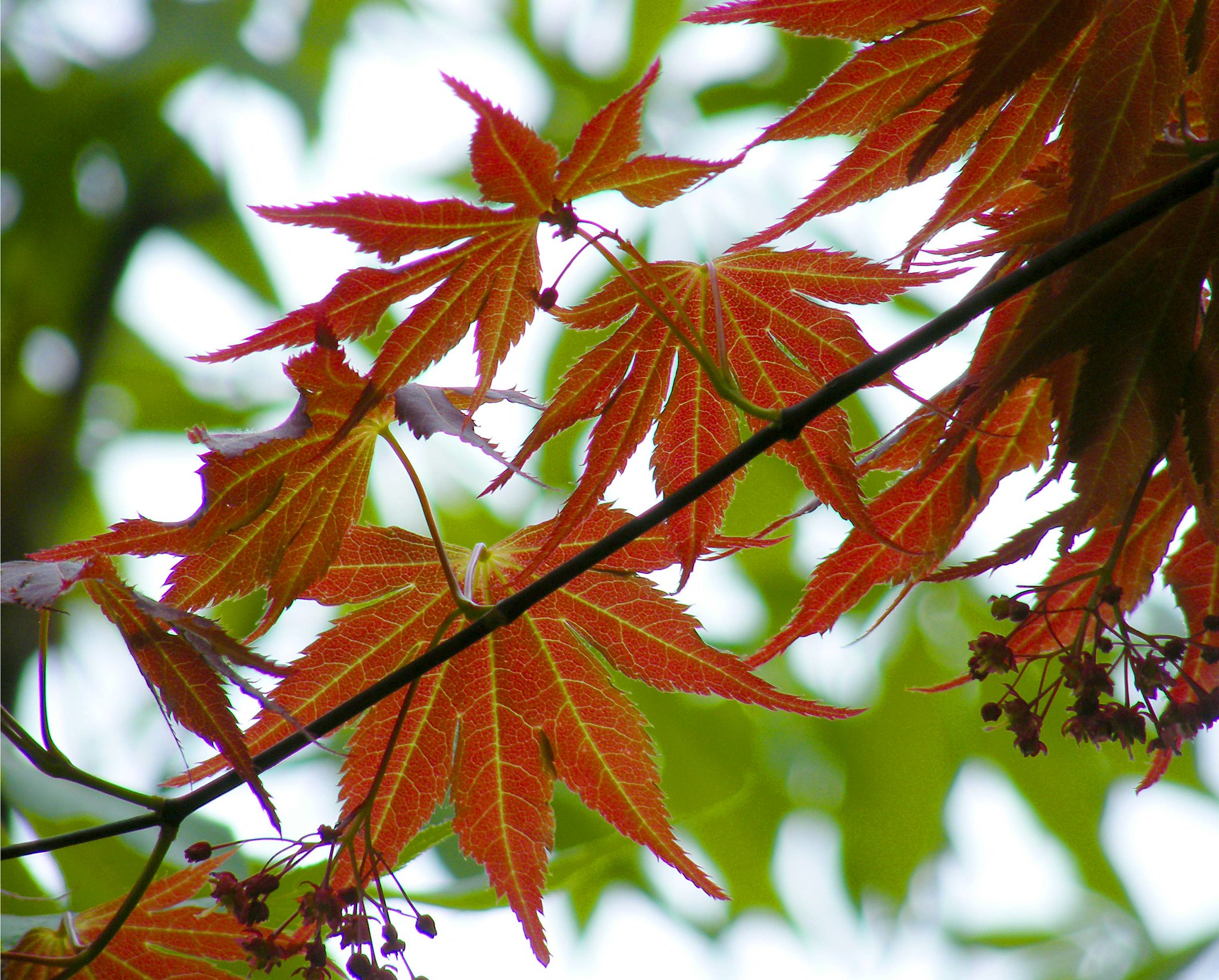 Poor Will's Almanack: May 11 - 17, 2021 - Vimarsana News