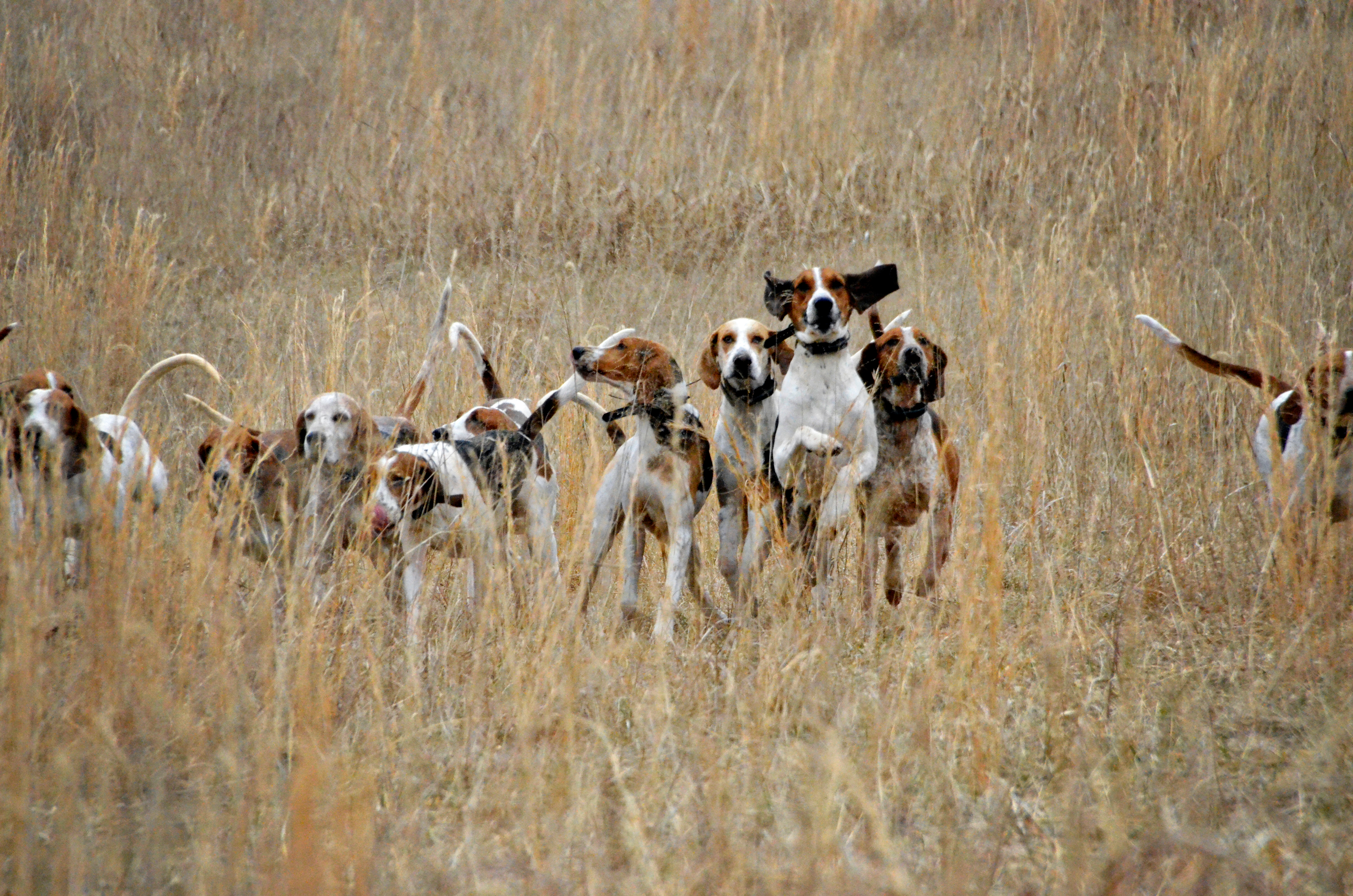 Virginia weighs regulations on hound hunting, citing tensions with landowners - Vimarsana News