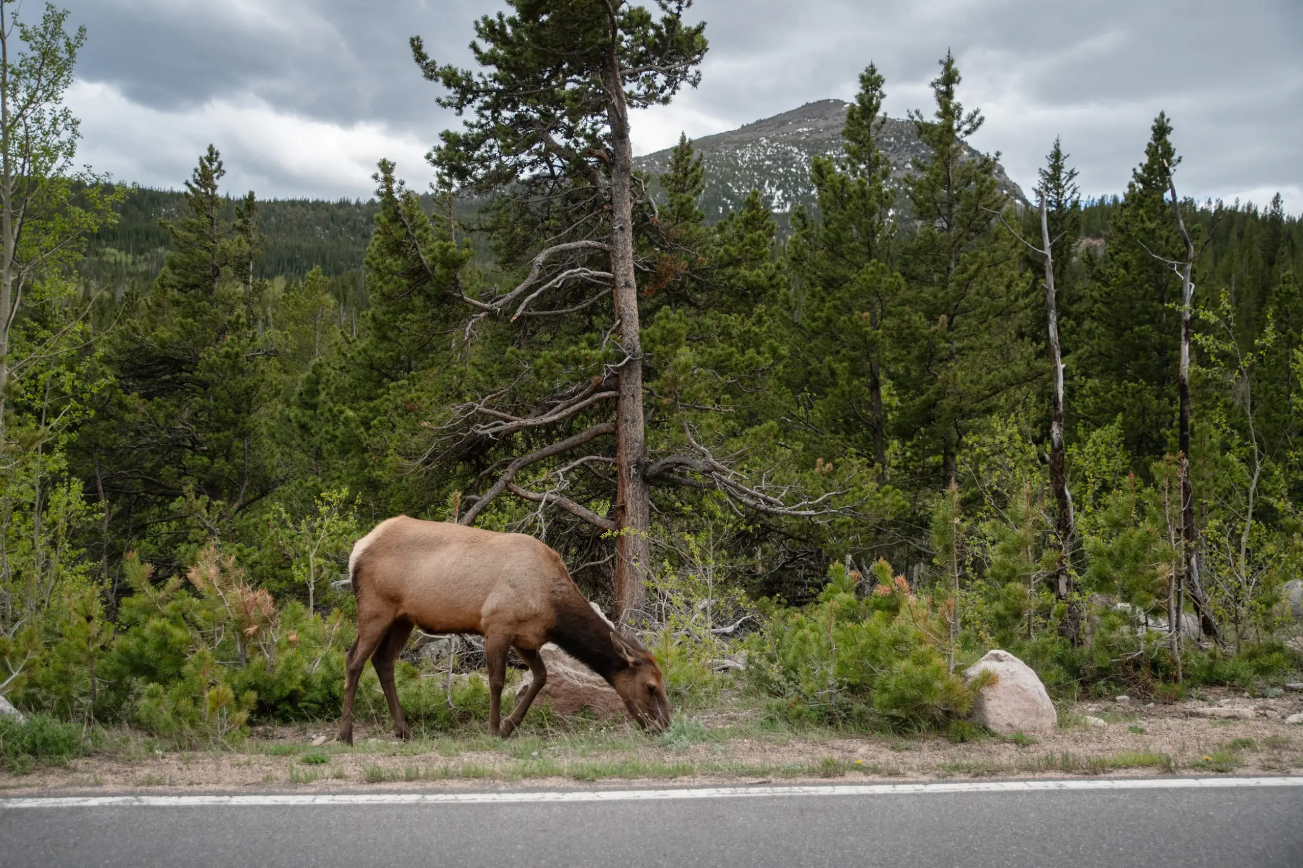 State wildlife officials working to increase awareness after series of elk attacks - Vimarsana News