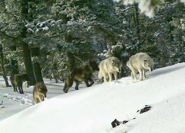 ODFW says three wolves were killed in Wallowa County poisoning - Vimarsana News