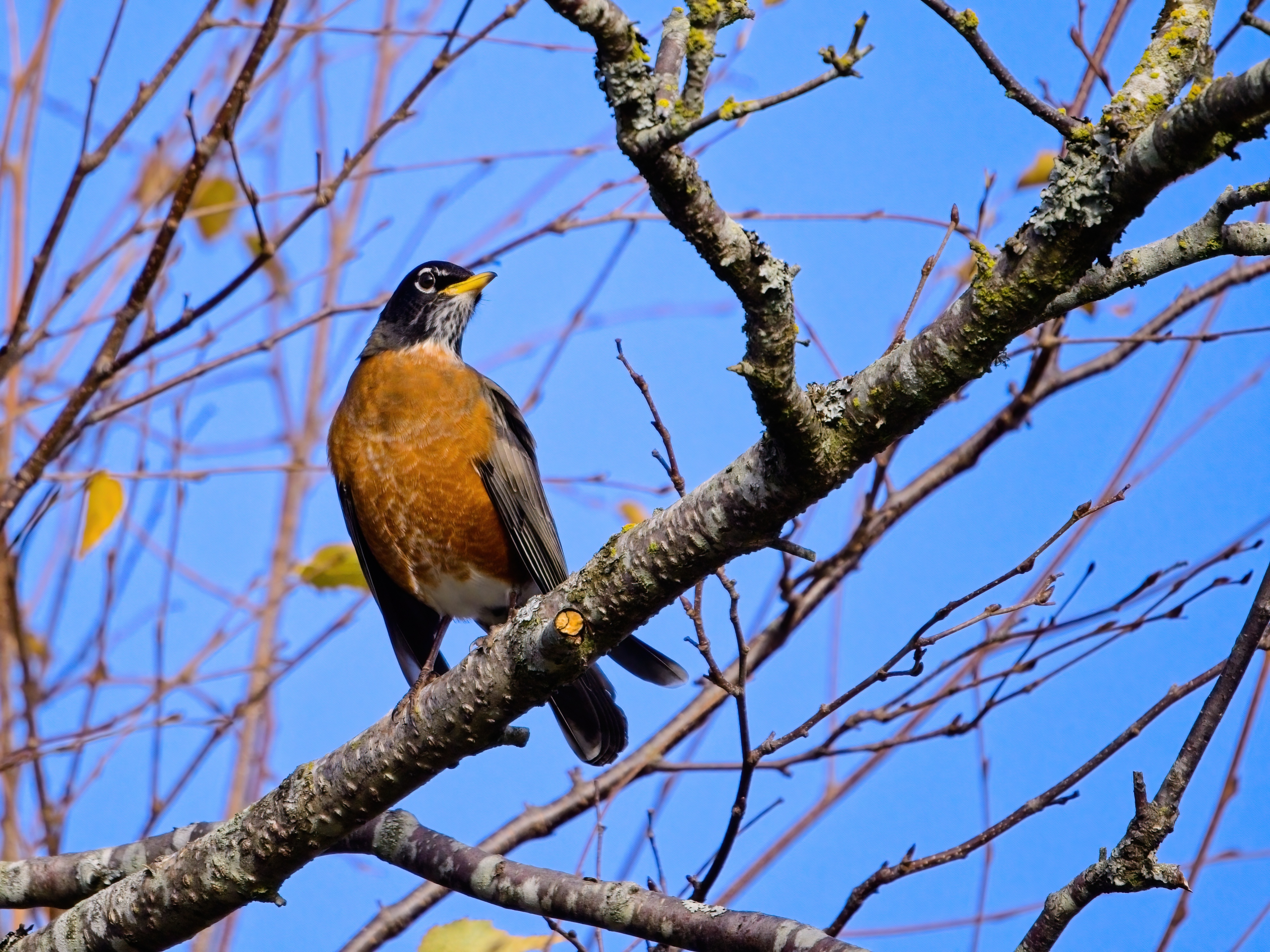 Essay: Waiting For Spring - Vimarsana News