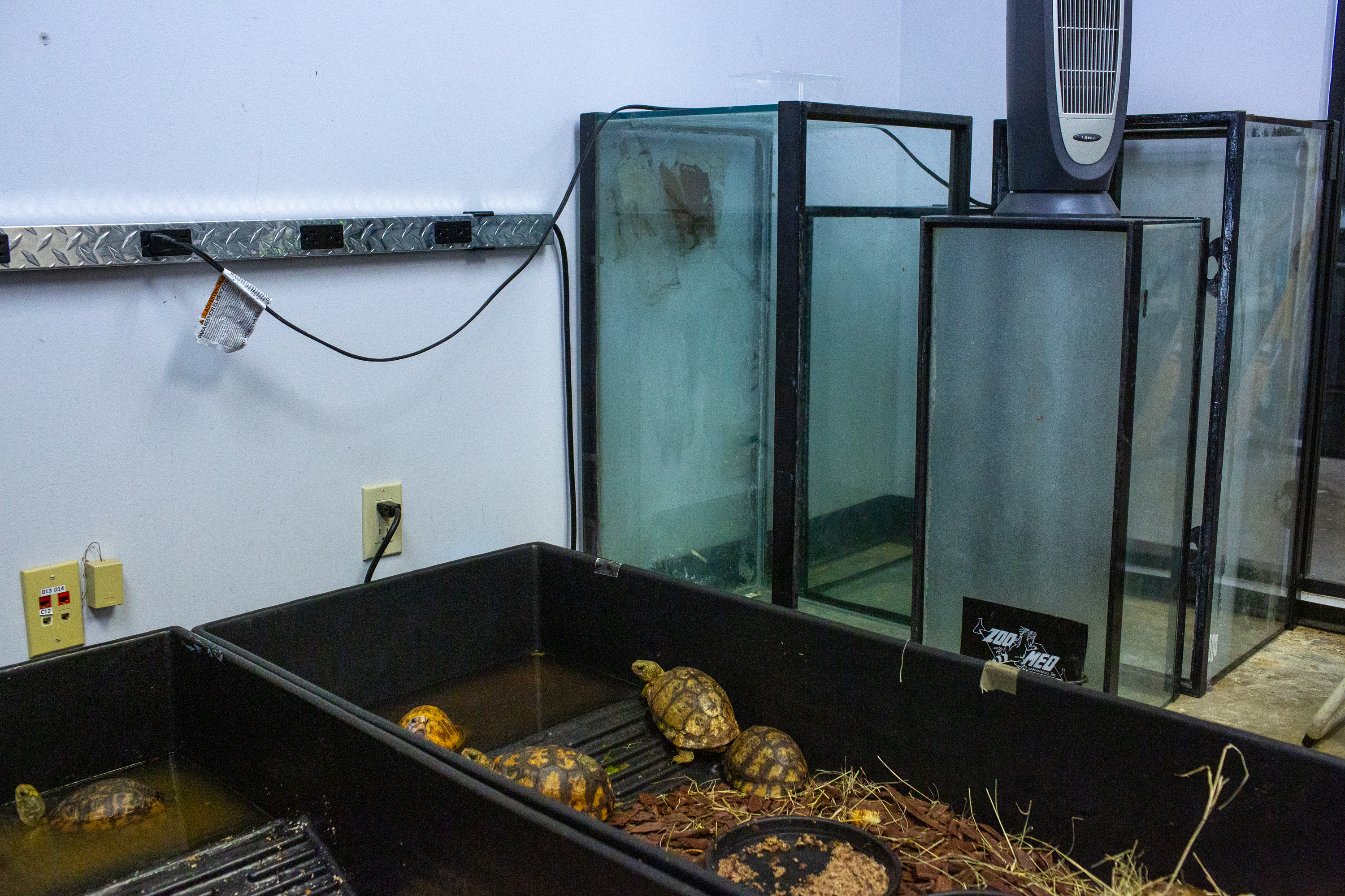 Box turtles. Coral. These illegally trafficked animals still need a good home - Vimarsana News
