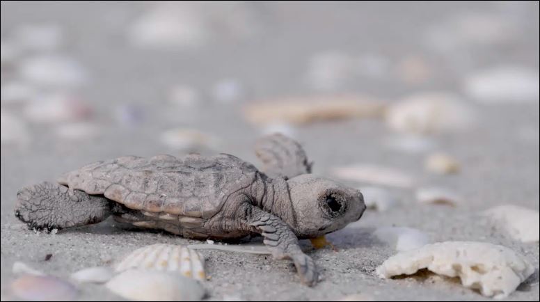 Sea turtle nesting season gangbusters despite coastal ravages of Hurricane Ian - Vimarsana News
