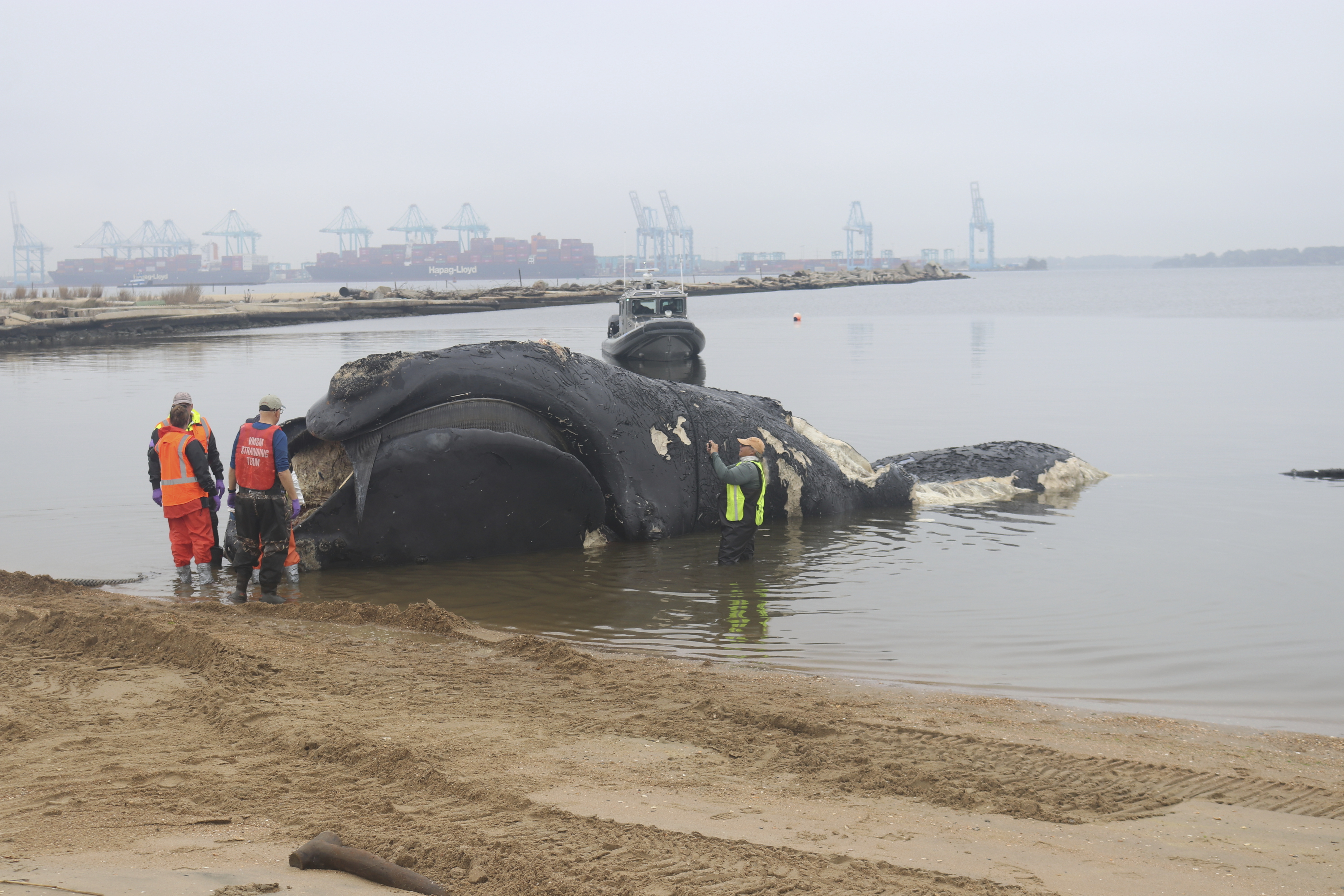 Endangered right whale dies after collision with ship off East Coast - Vimarsana News